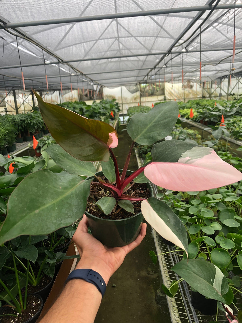 Philodendron 'Pink Princess' - Holiday Corner