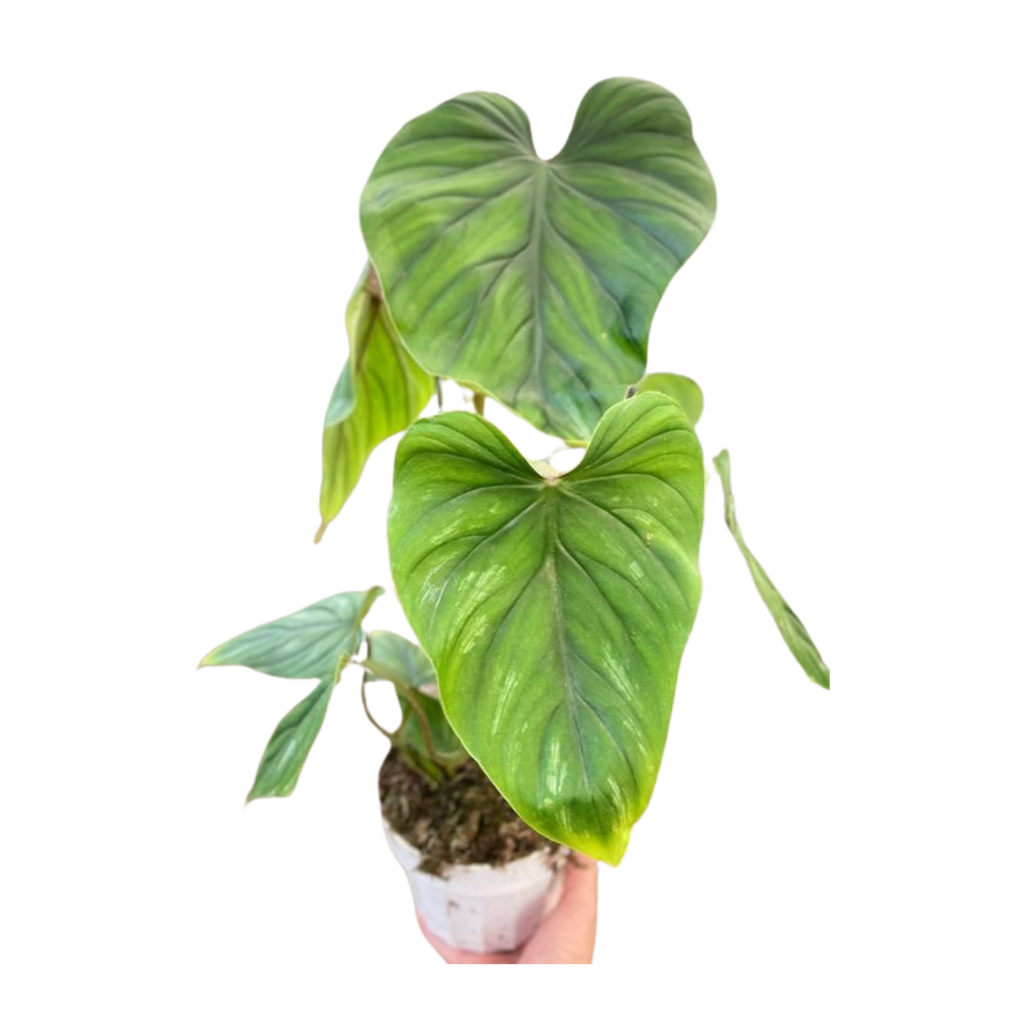 Philodendron PlowManii - Holiday Corner