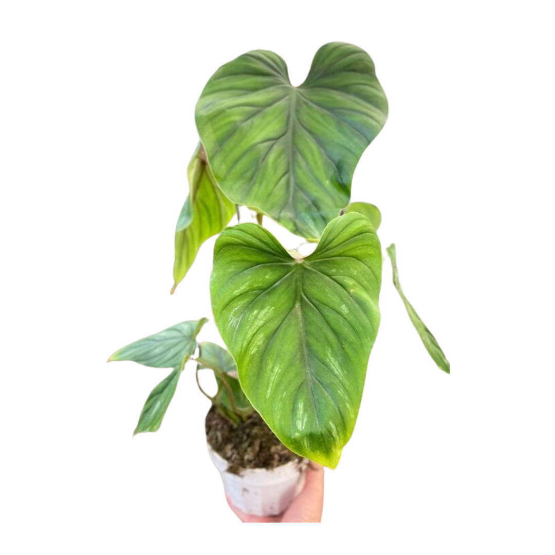 Philodendron PlowManii - Holiday Corner