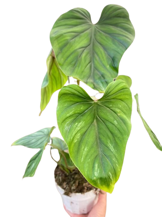 Philodendron PlowManii - Holiday Corner