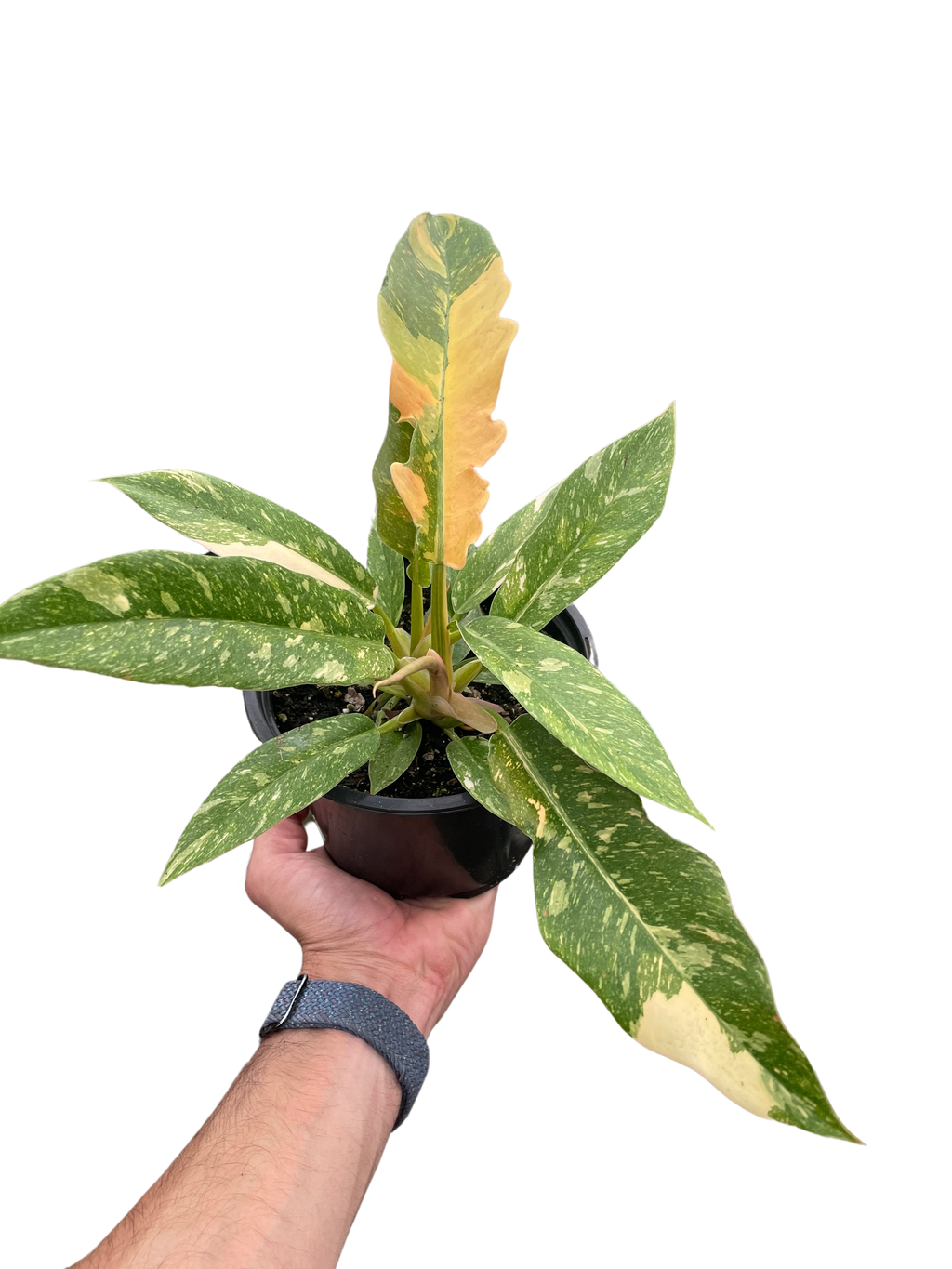 Philodendron Ring of Fire Variegated - Holiday Corner