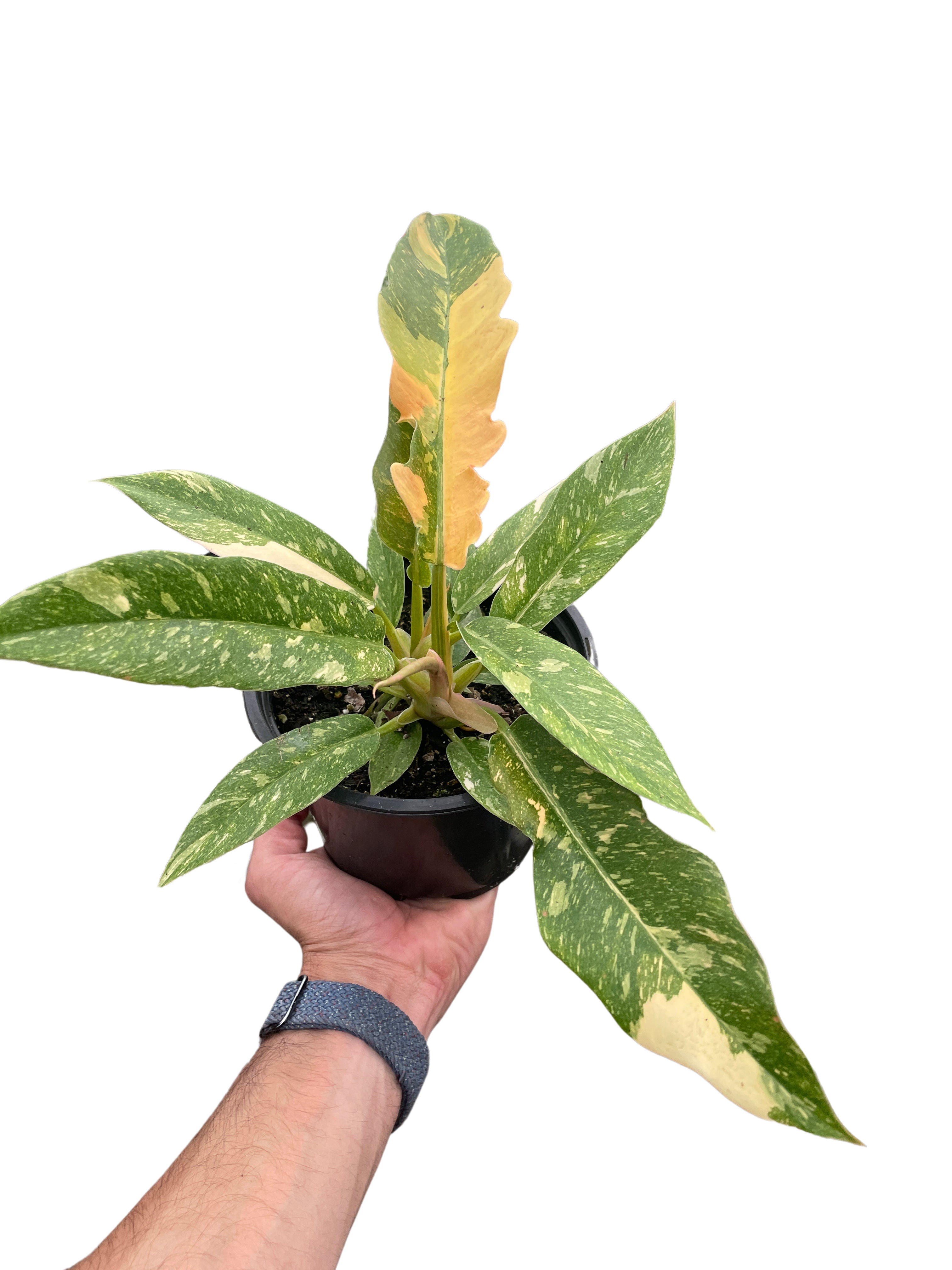Philodendron Ring of Fire Variegated - Holiday Corner