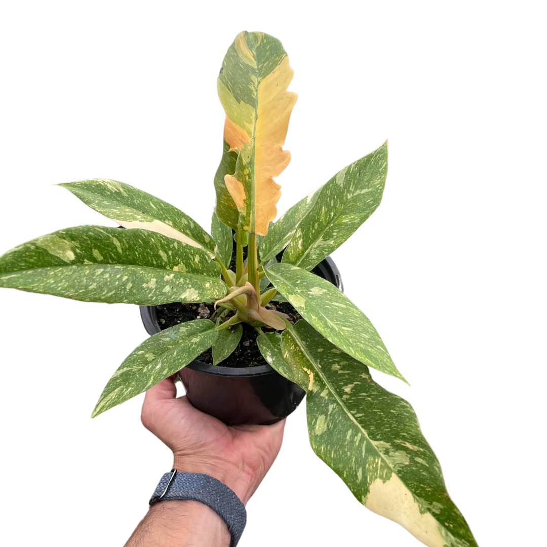 Philodendron Ring of Fire Variegated - Holiday Corner