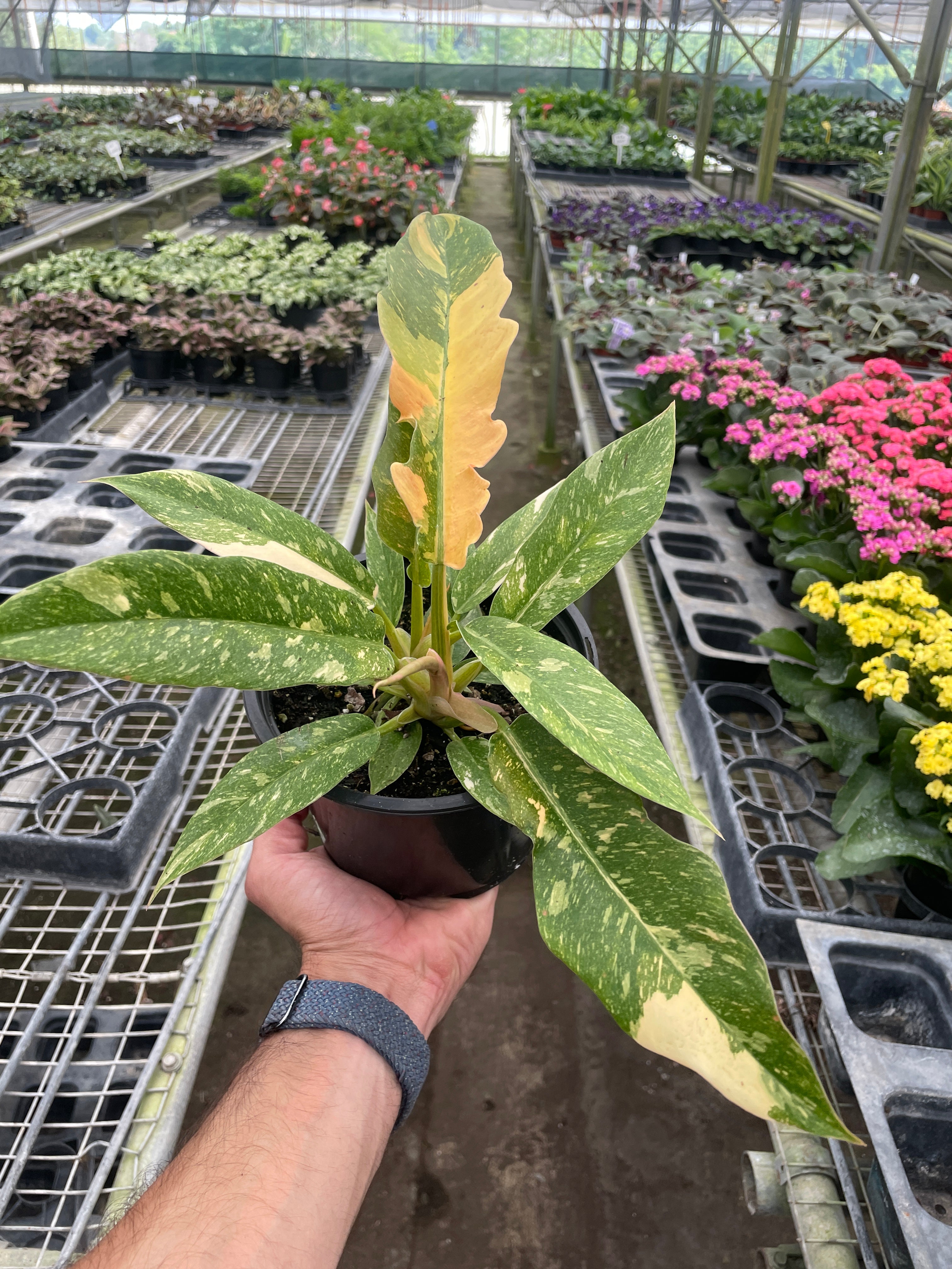 Philodendron Ring of Fire Variegated - Holiday Corner