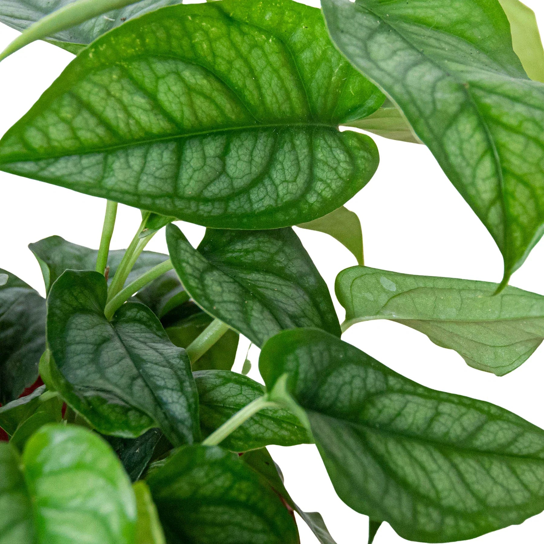 Monstera 'Siltepecana' - Holiday Corner