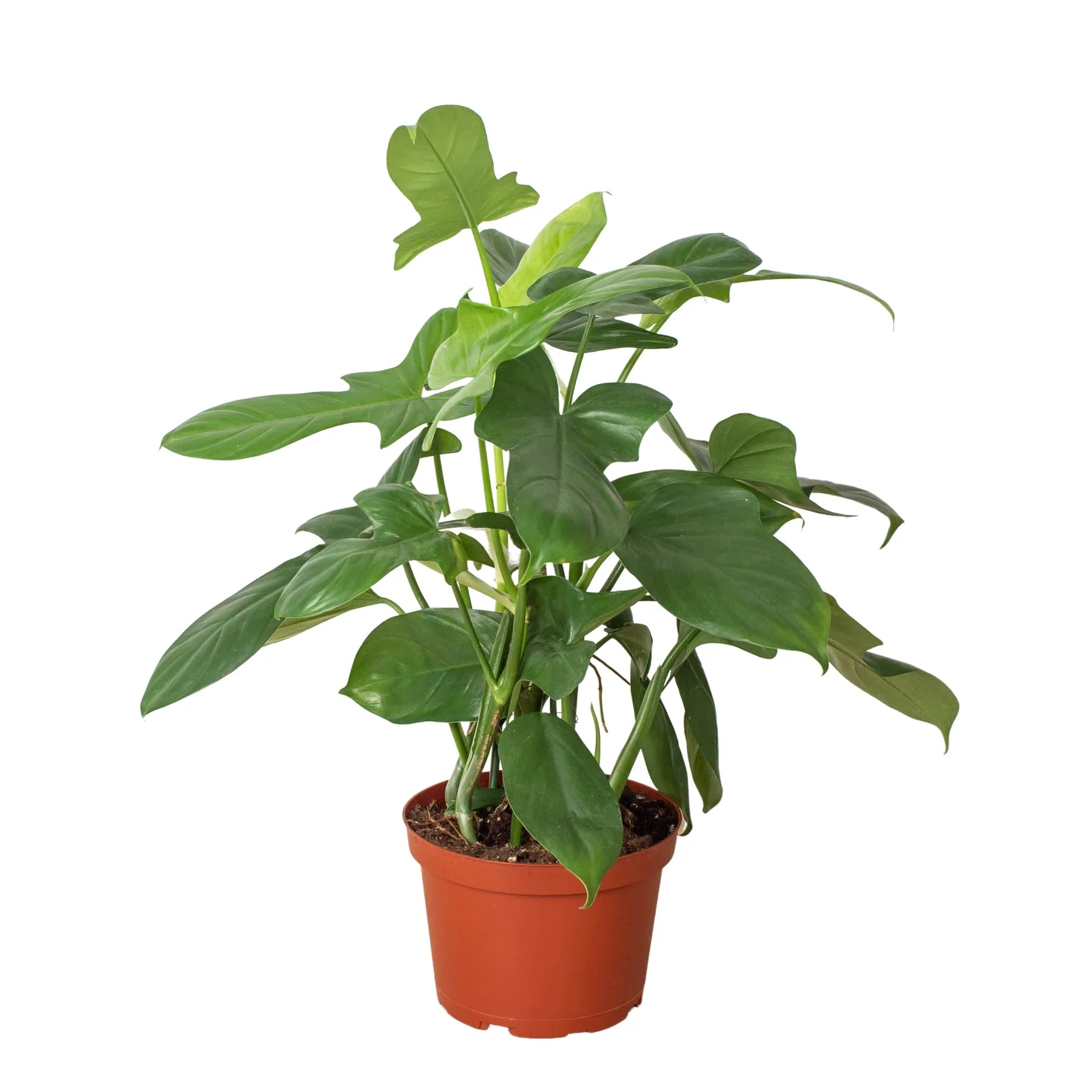 Philodendron 'Silver Sword' - Holiday Corner