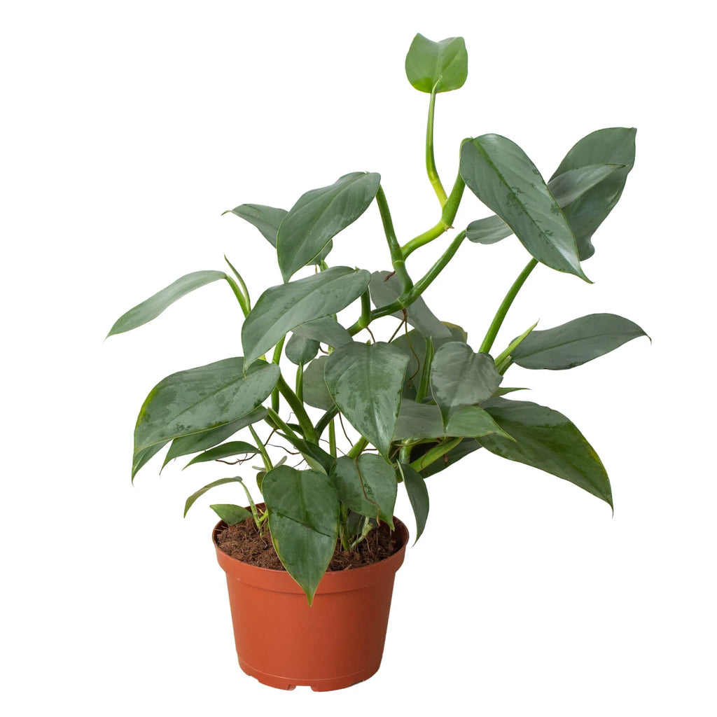 Philodendron 'Silver Sword' - Holiday Corner