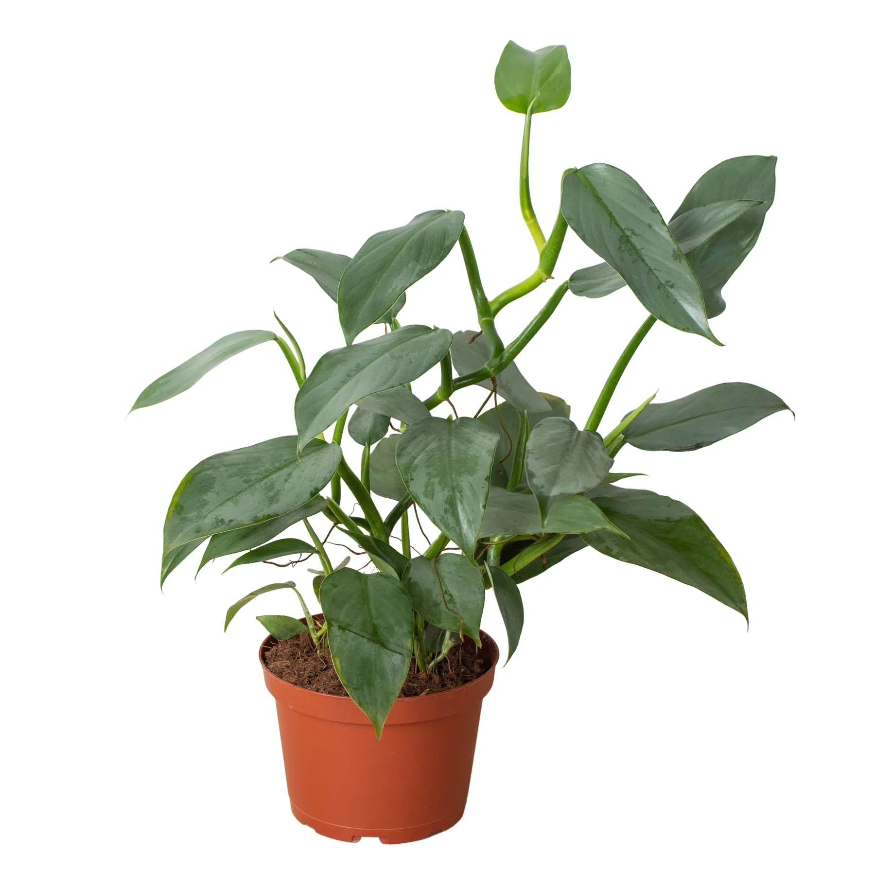 Philodendron 'Silver Sword' - Holiday Corner