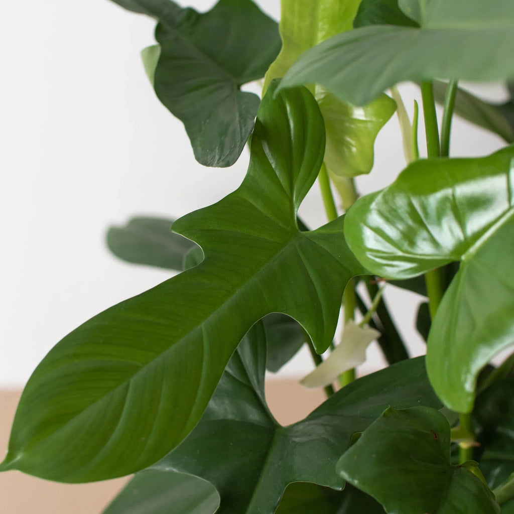 Philodendron 'Silver Sword' - Holiday Corner