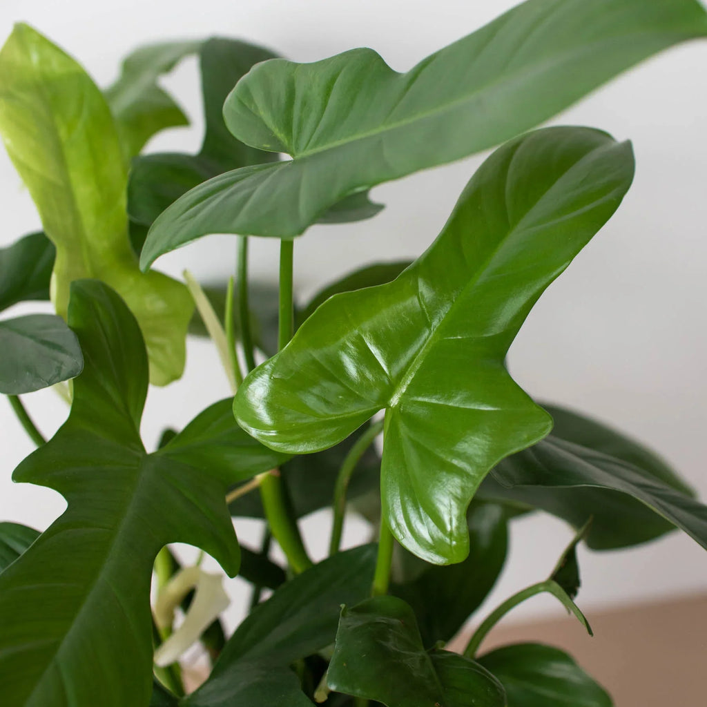 Philodendron 'Silver Sword' - Holiday Corner