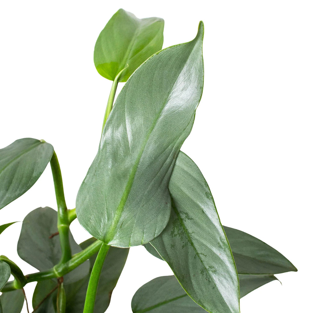 Philodendron 'Silver Sword' - Holiday Corner