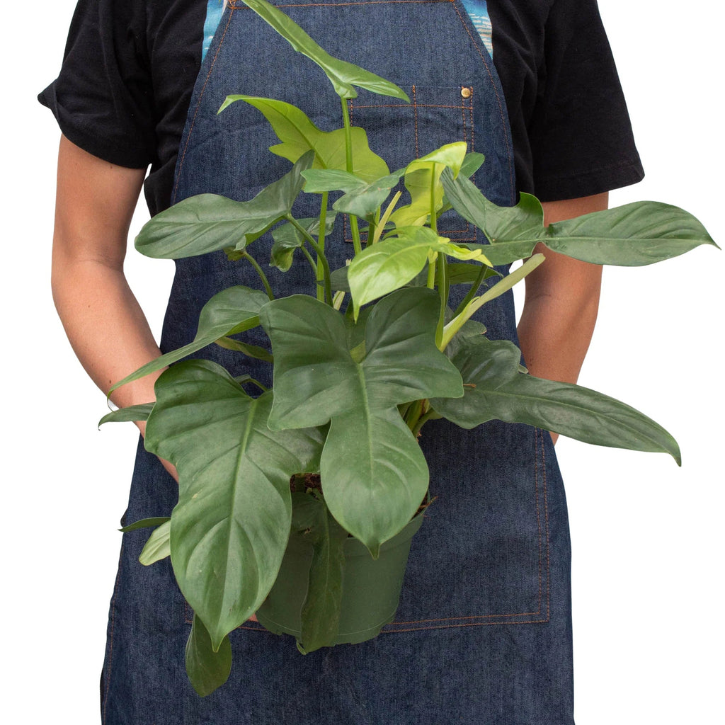 Philodendron 'Silver Sword' - Holiday Corner