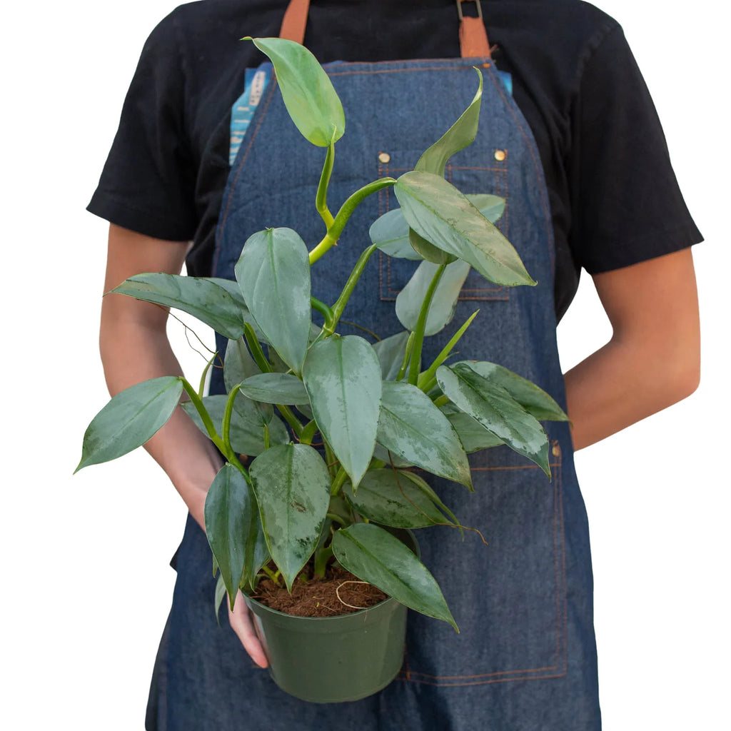 Philodendron 'Silver Sword' - Holiday Corner