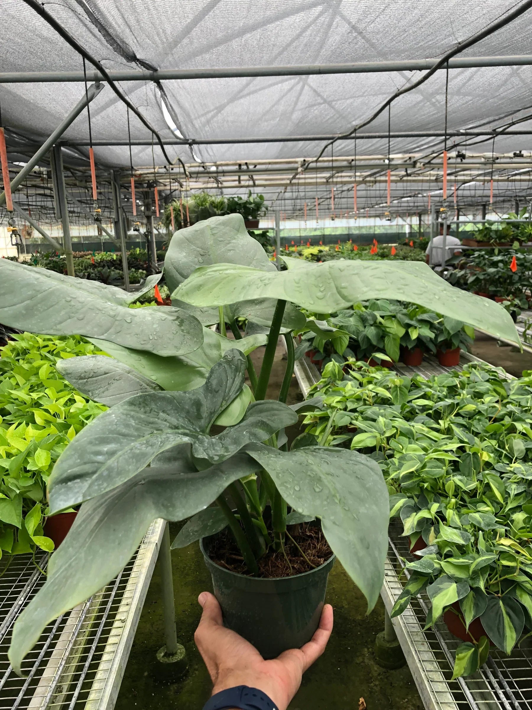 Philodendron 'Silver Sword' - Holiday Corner