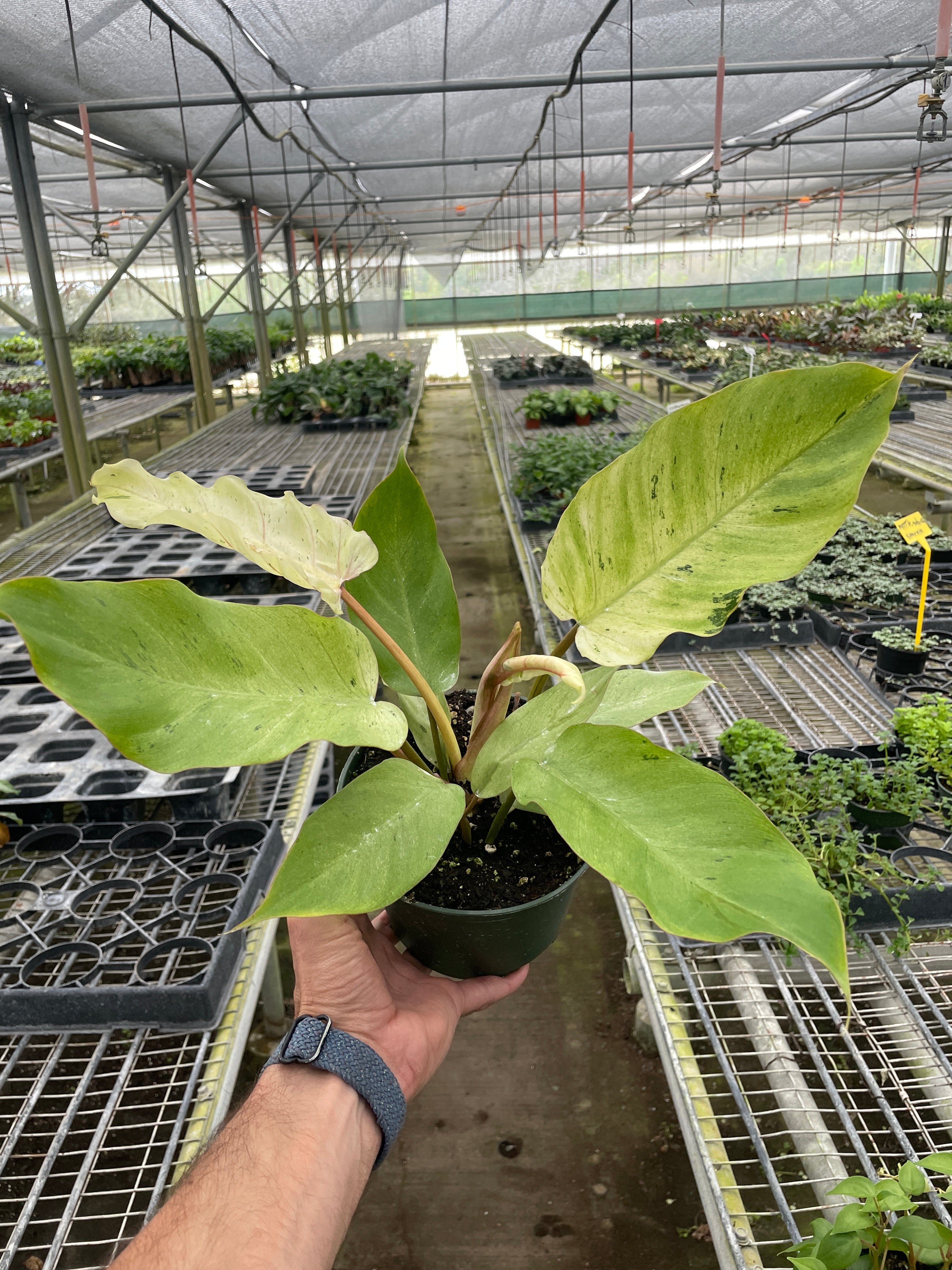 Philodendron 'Snowdrift' - Holiday Corner