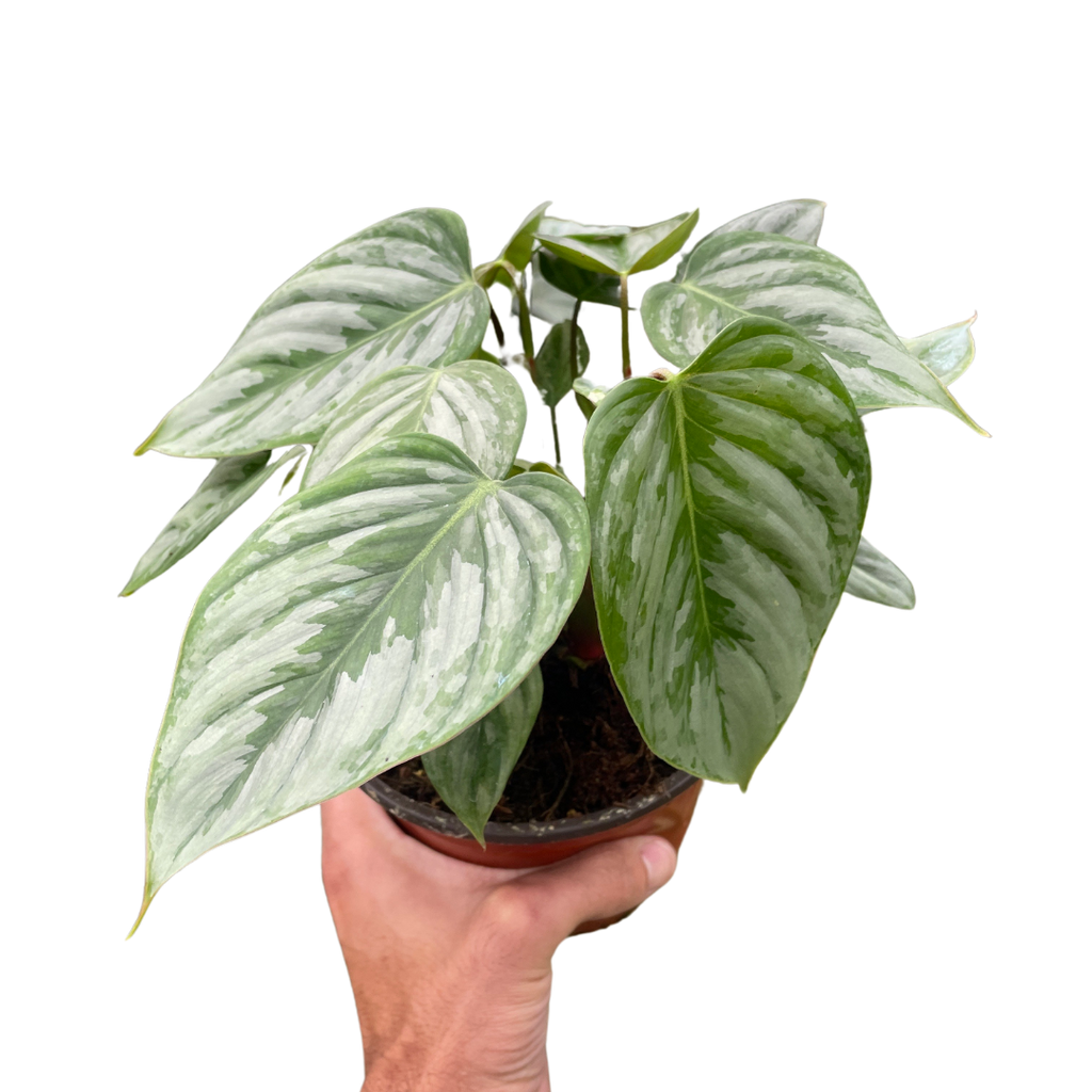Philodendron 'Sodiroi' - Holiday Corner