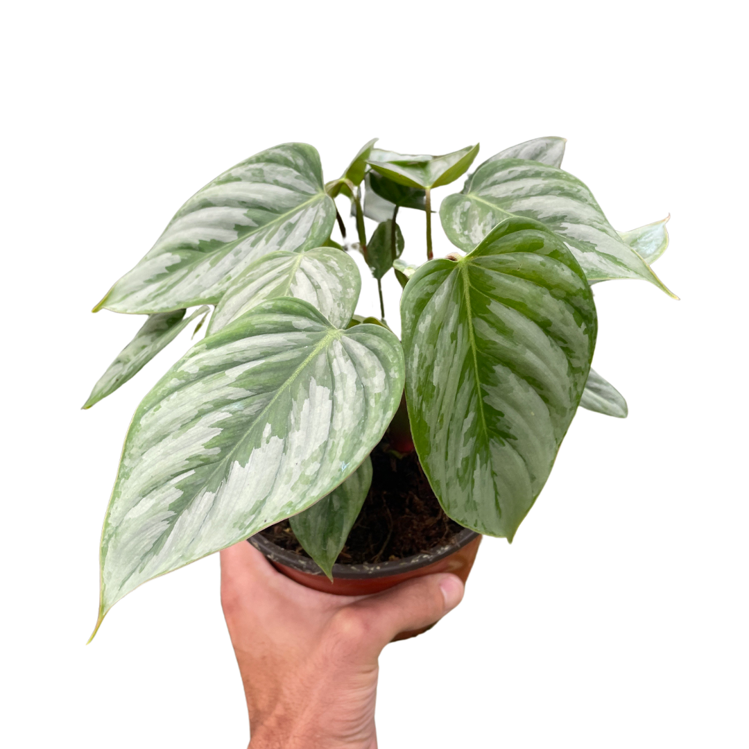 Philodendron 'Sodiroi' - Holiday Corner
