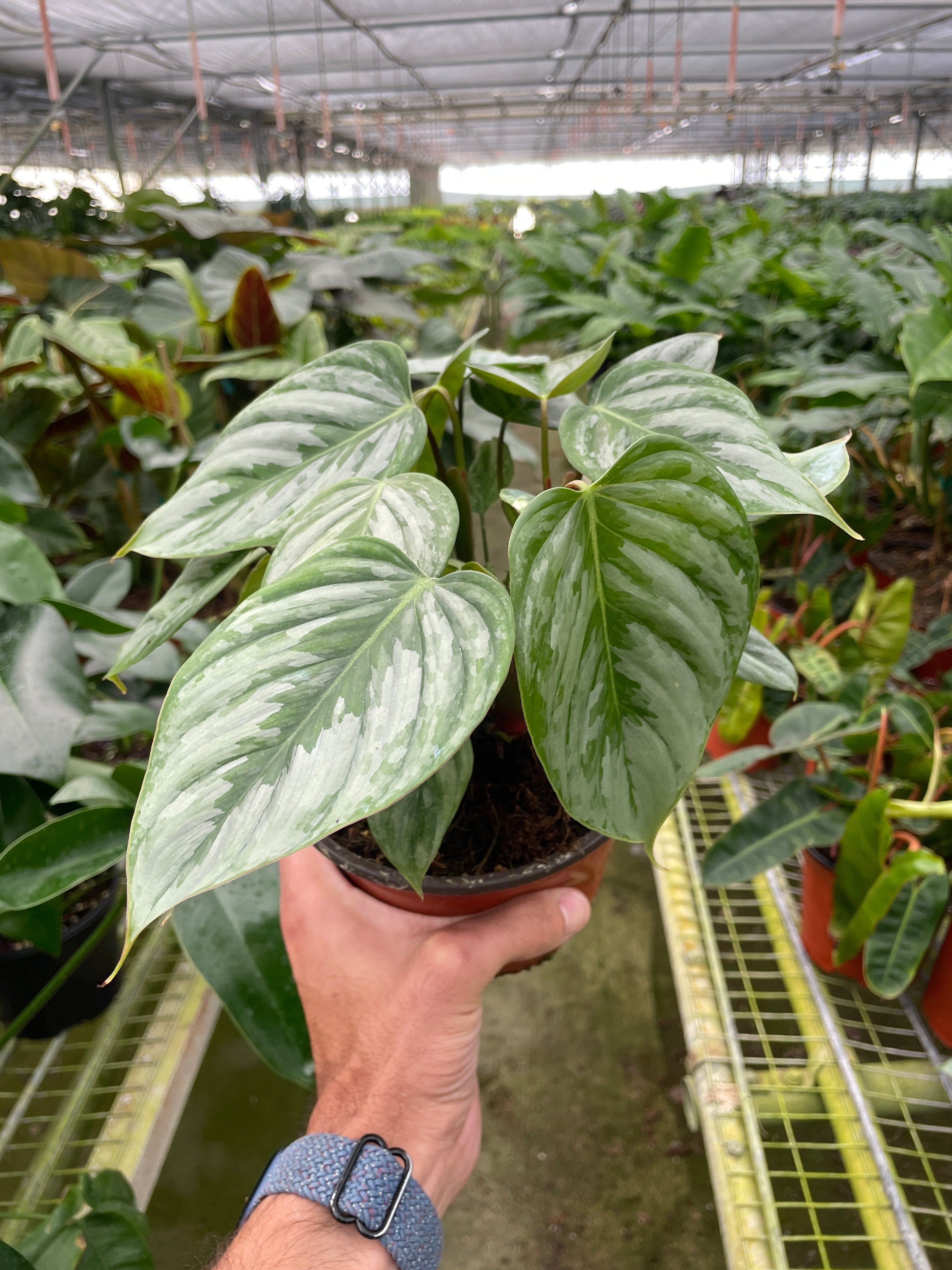 Philodendron 'Sodiroi' - Holiday Corner