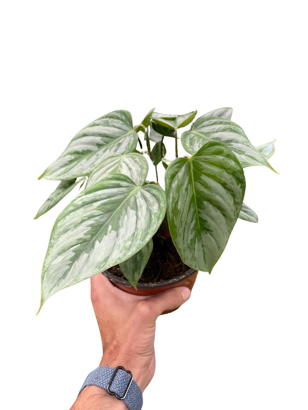 Philodendron 'Sodiroi' - Holiday Corner