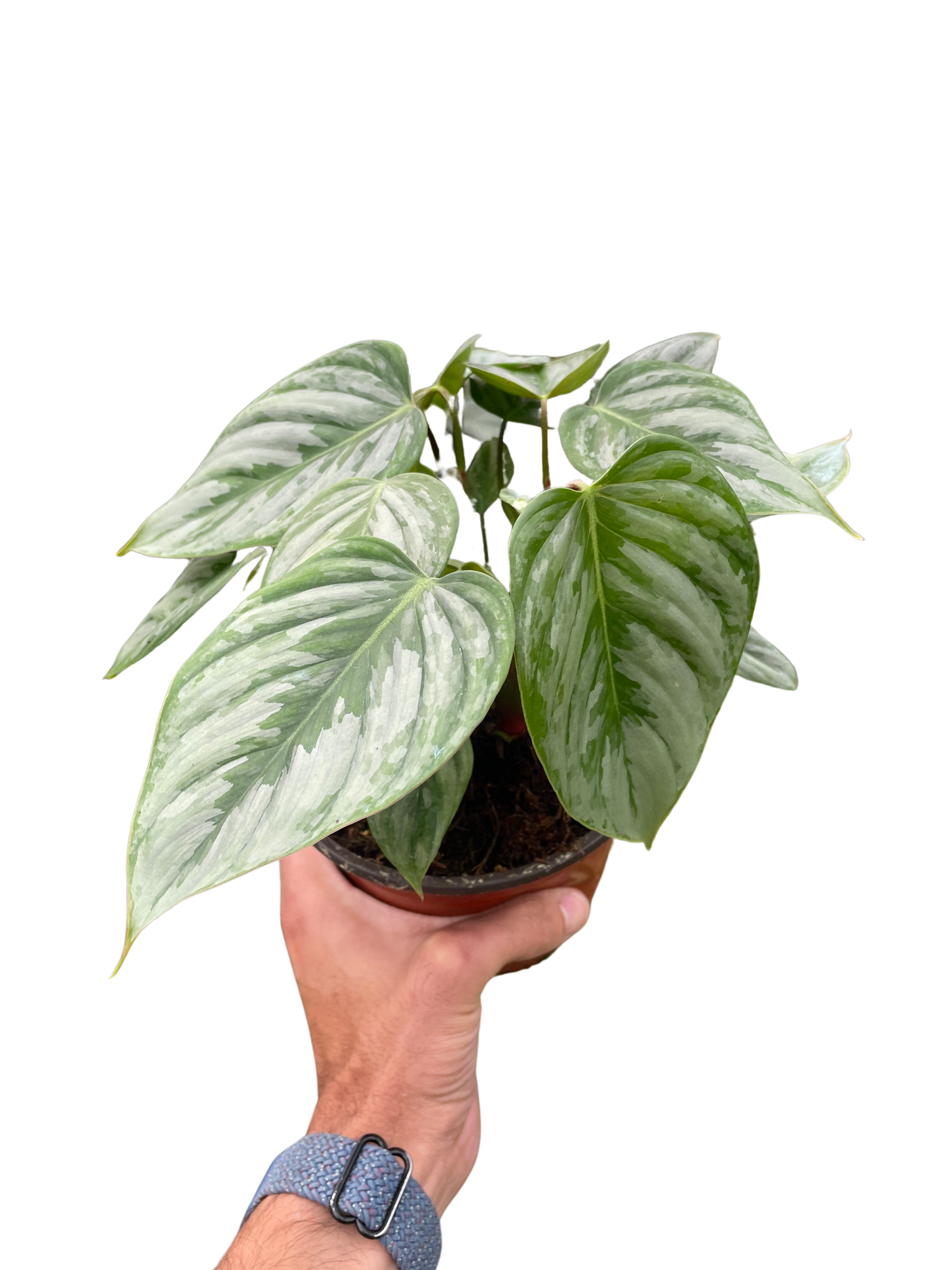 Philodendron 'Sodiroi' - Holiday Corner