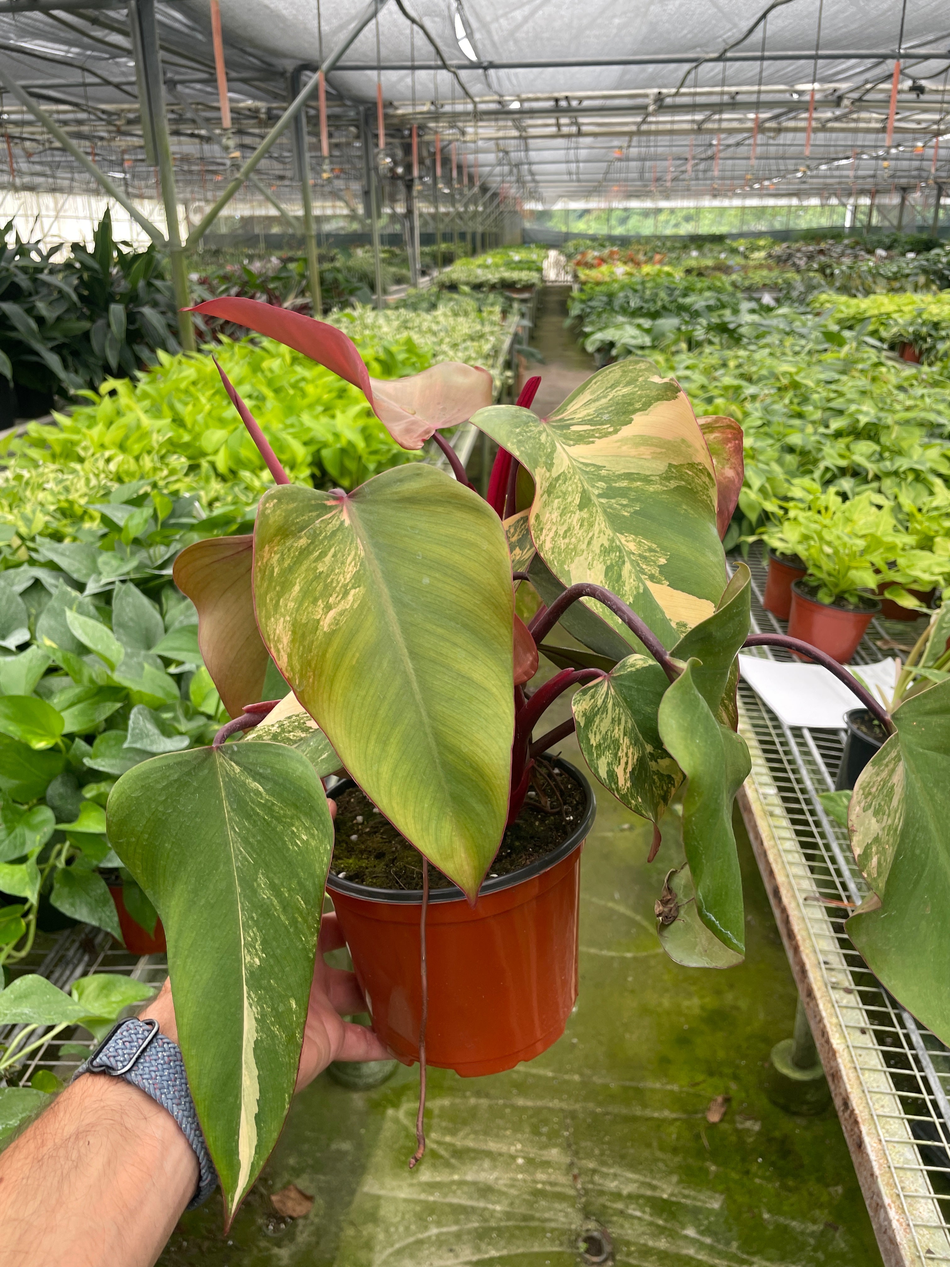 Philodendron 'Strawberry Shake' - Holiday Corner
