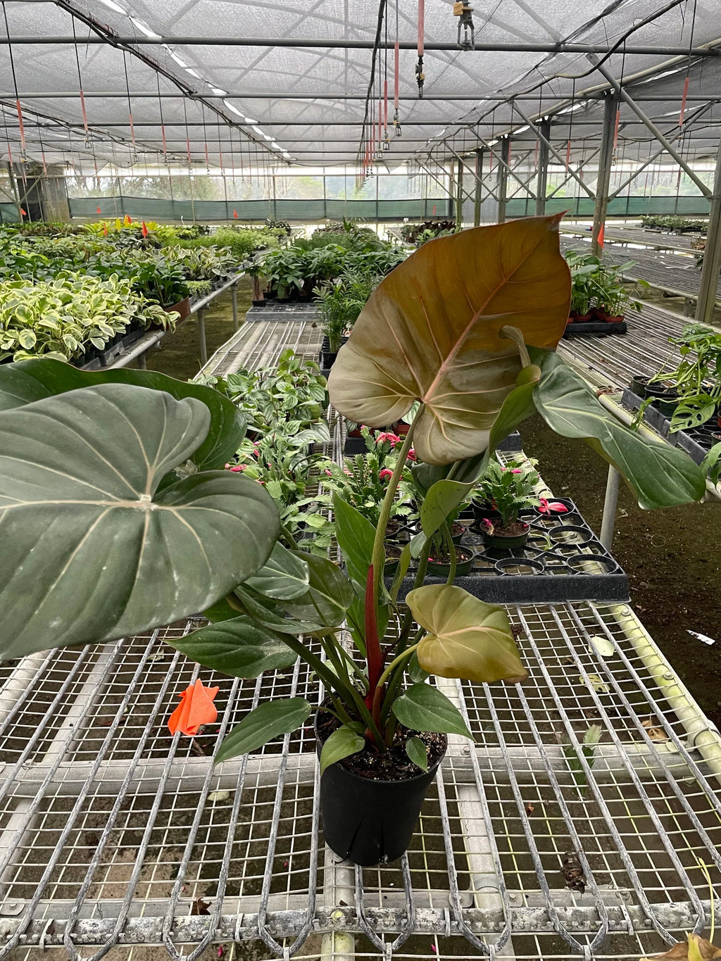 Philodendron 'Summer Glory' - Holiday Corner