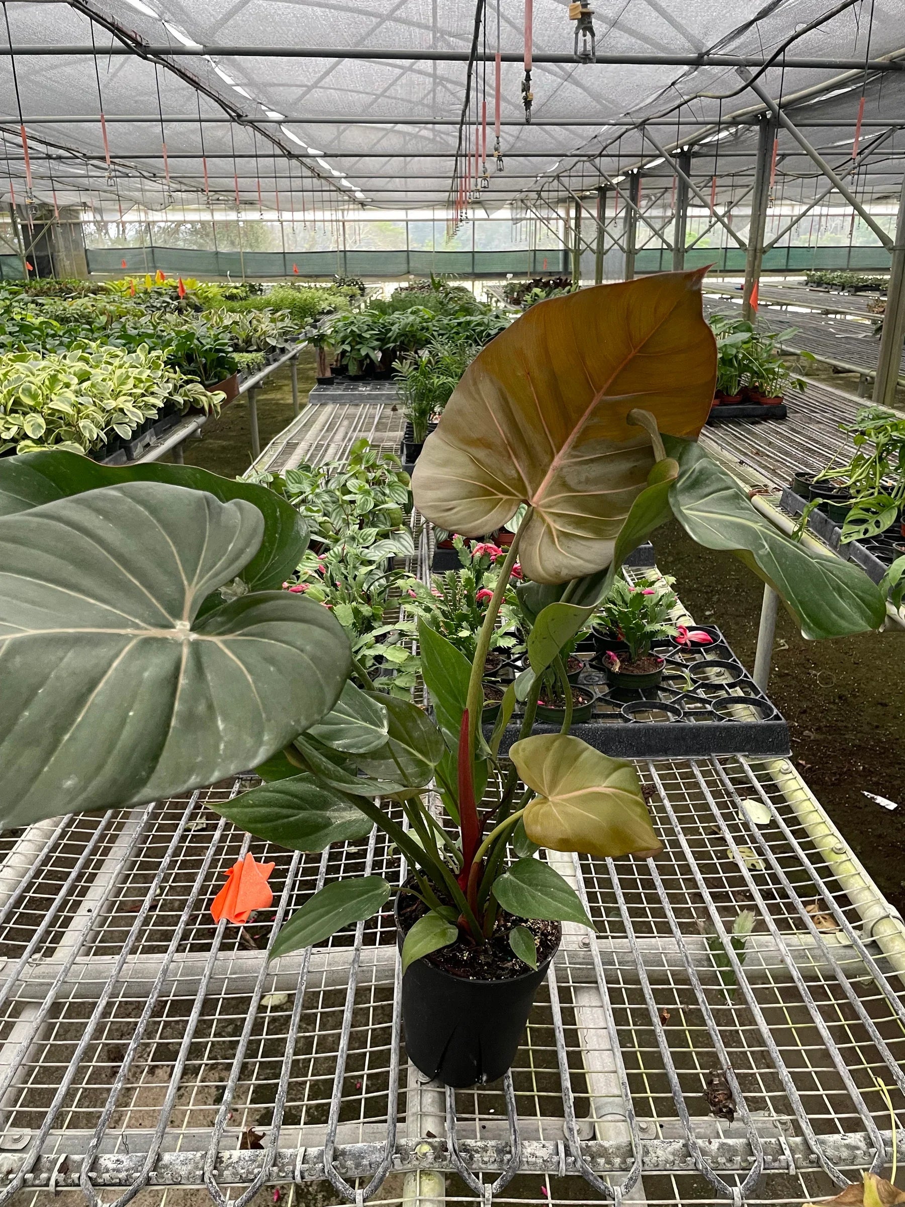 Philodendron 'Summer Glory' - Holiday Corner
