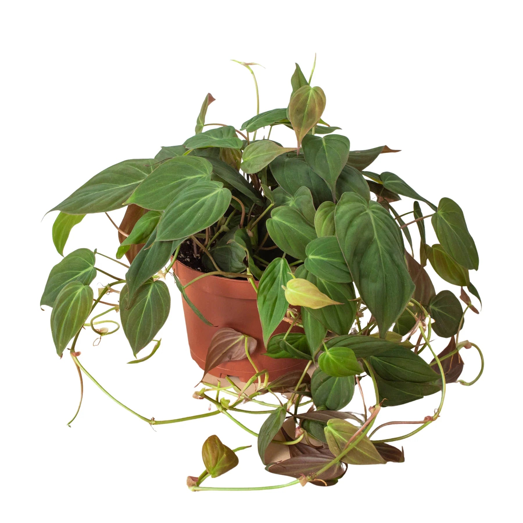 Philodendron 'Velvet' - Holiday Corner