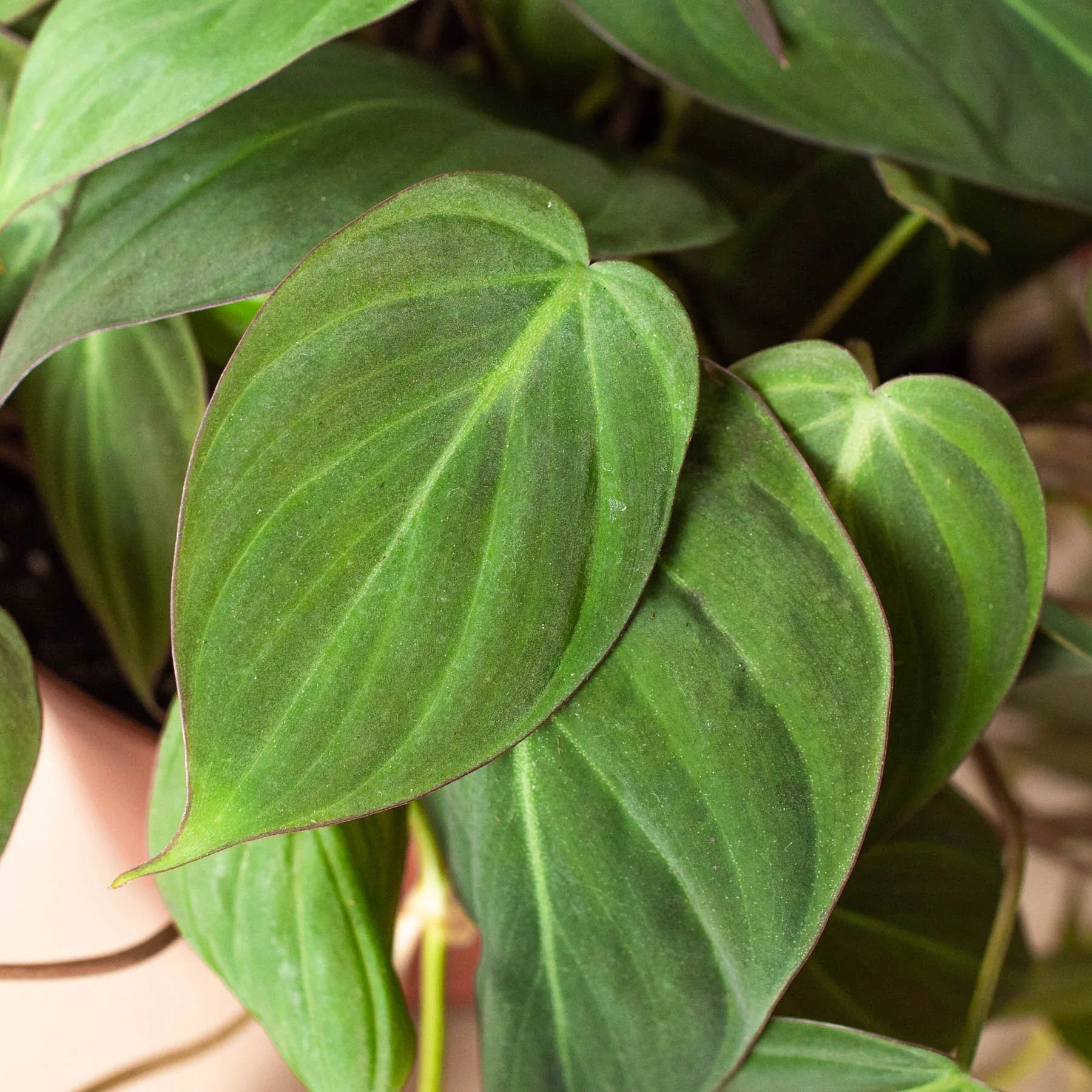 Philodendron 'Velvet' - Holiday Corner