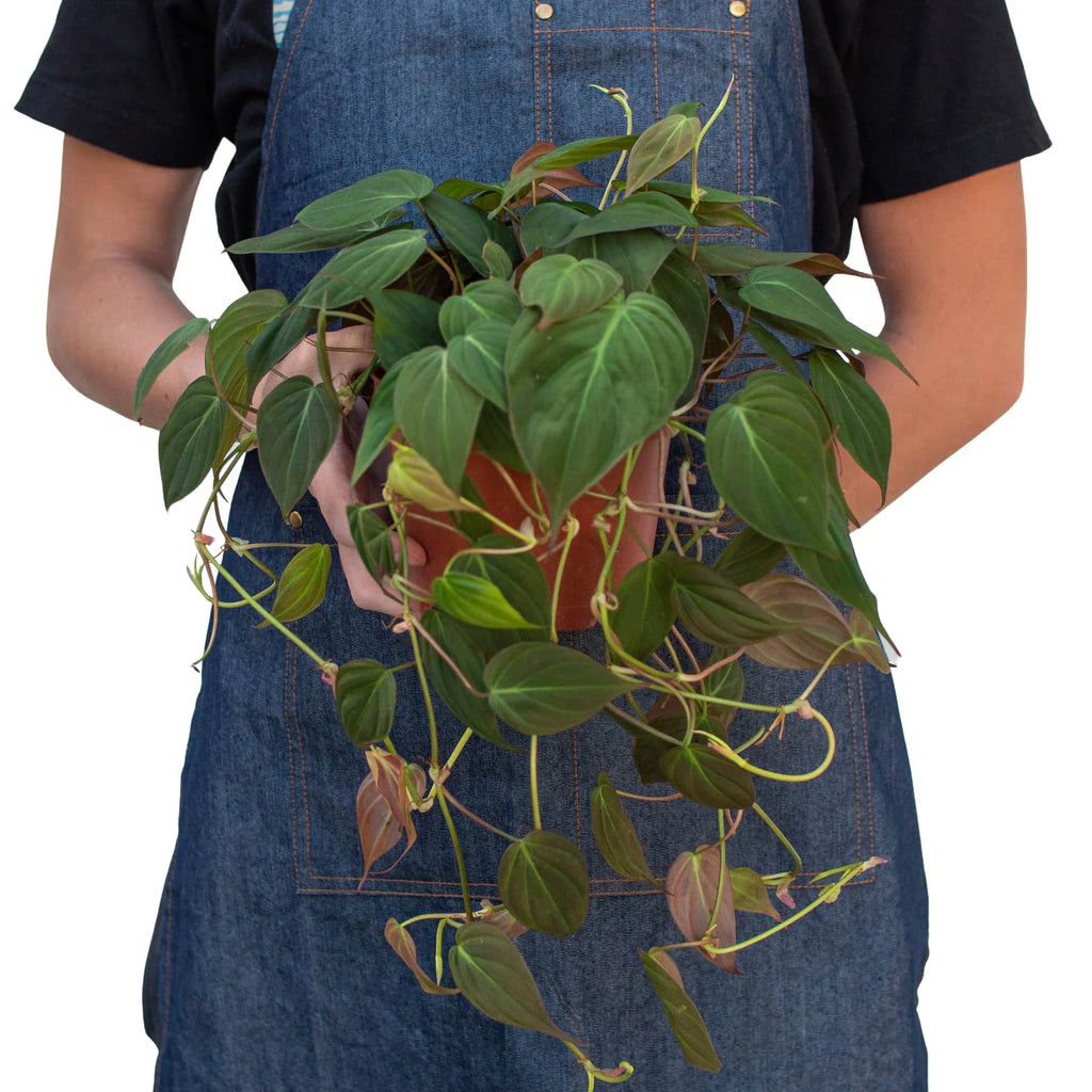Philodendron 'Velvet' - Holiday Corner