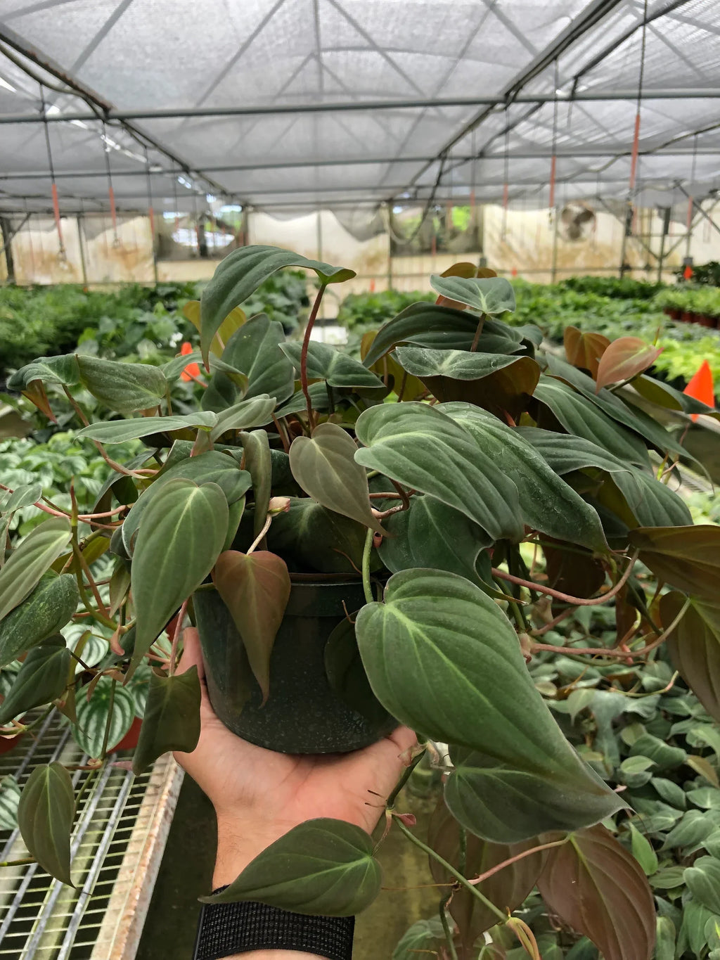 Philodendron 'Velvet' - Holiday Corner