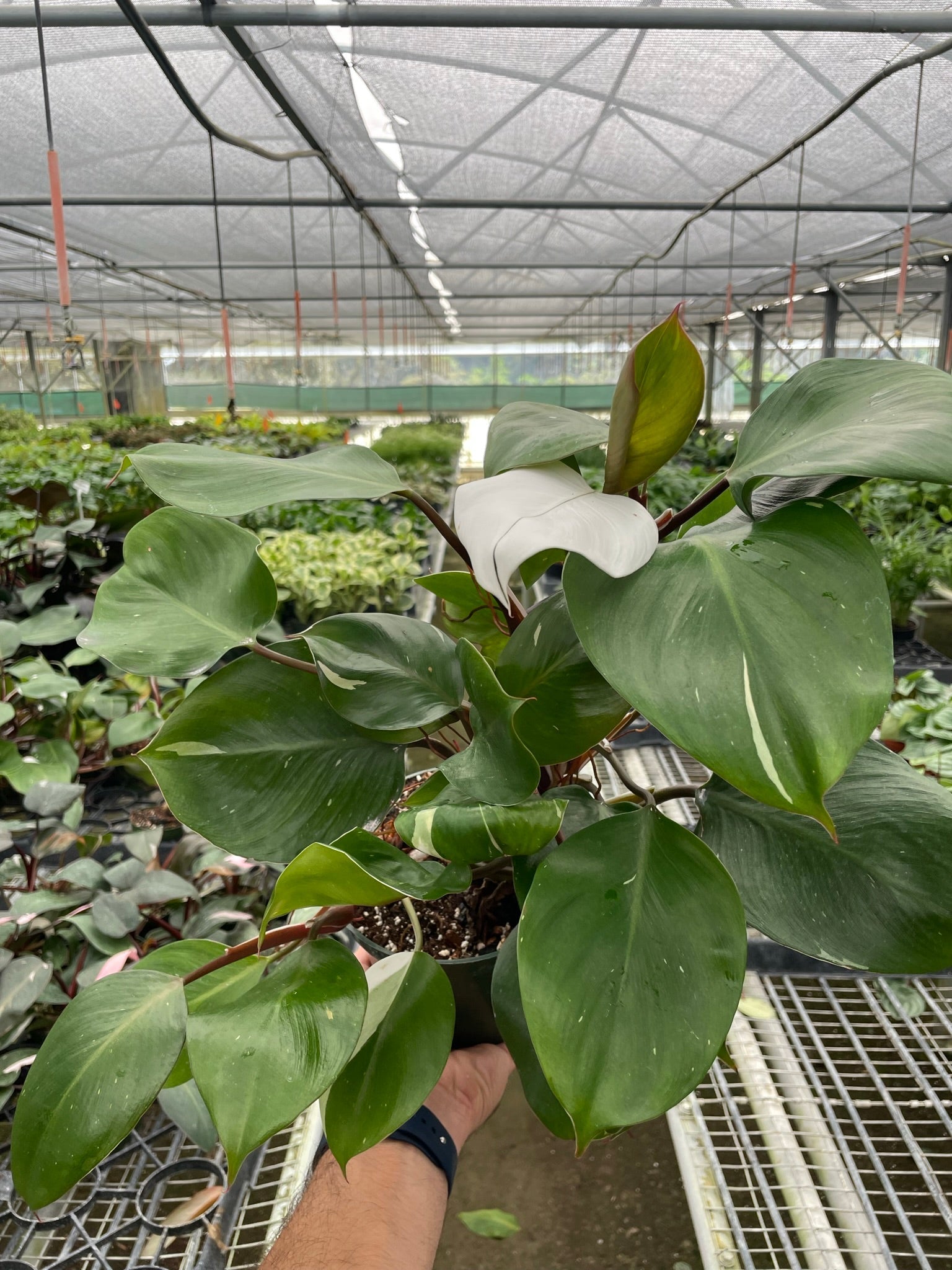 Philodendron 'White Knight' - Holiday Corner