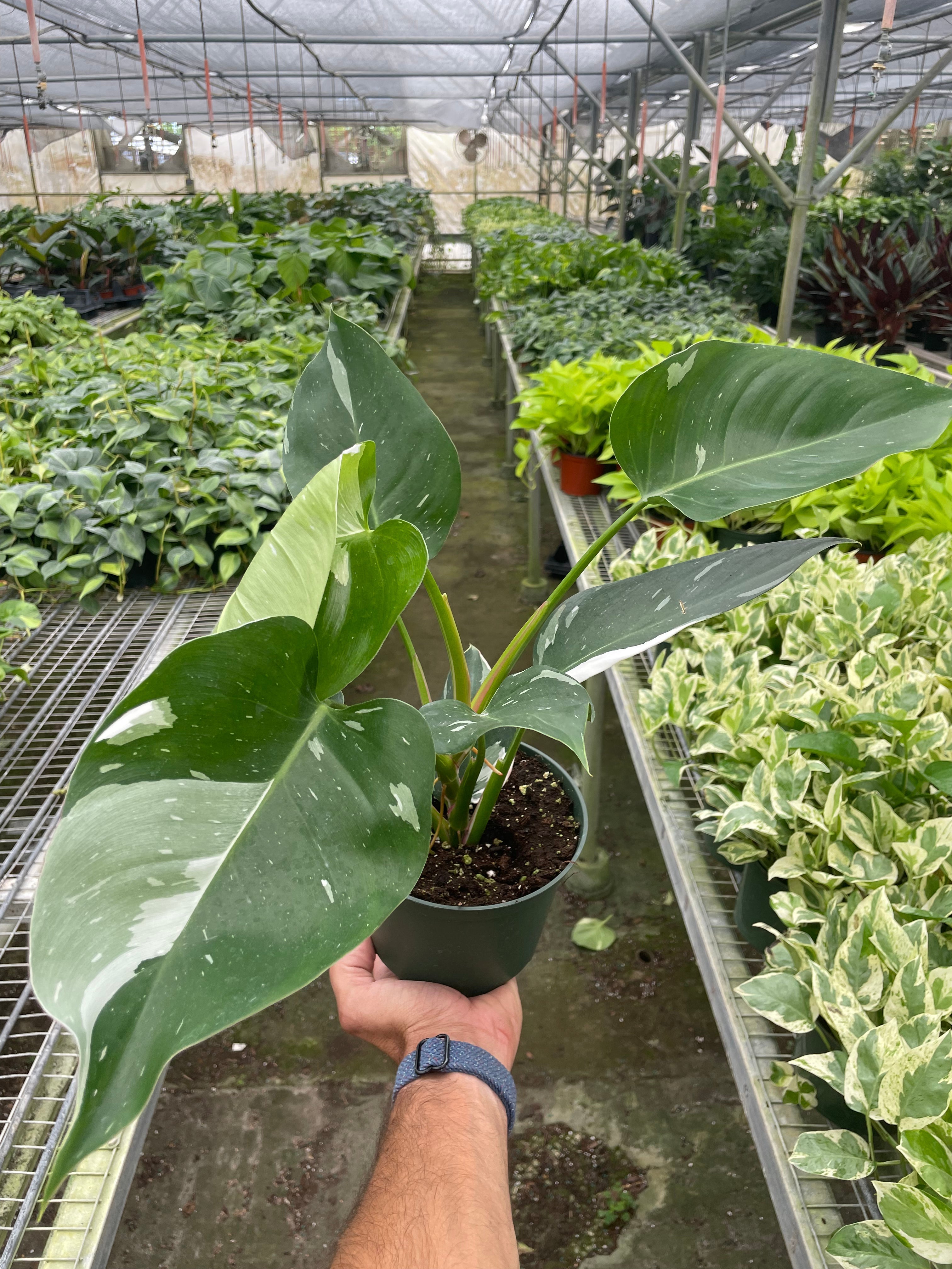 Philodendron 'White Princess' - Holiday Corner