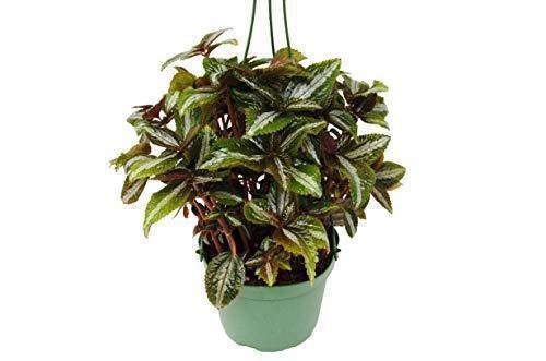 Pilea 'Bronze' - Holiday Corner