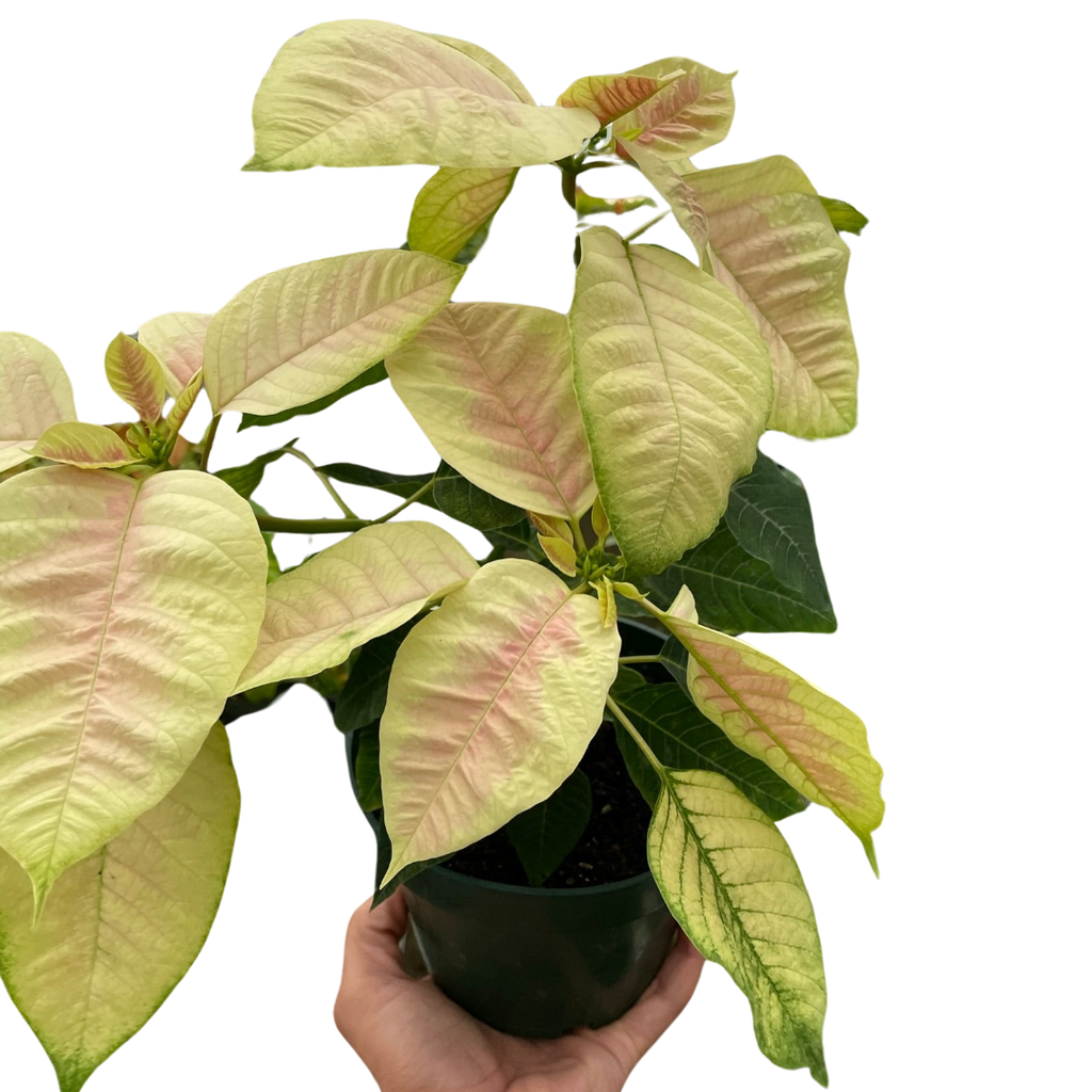 Poinsettia 'Marble' - Holiday Corner