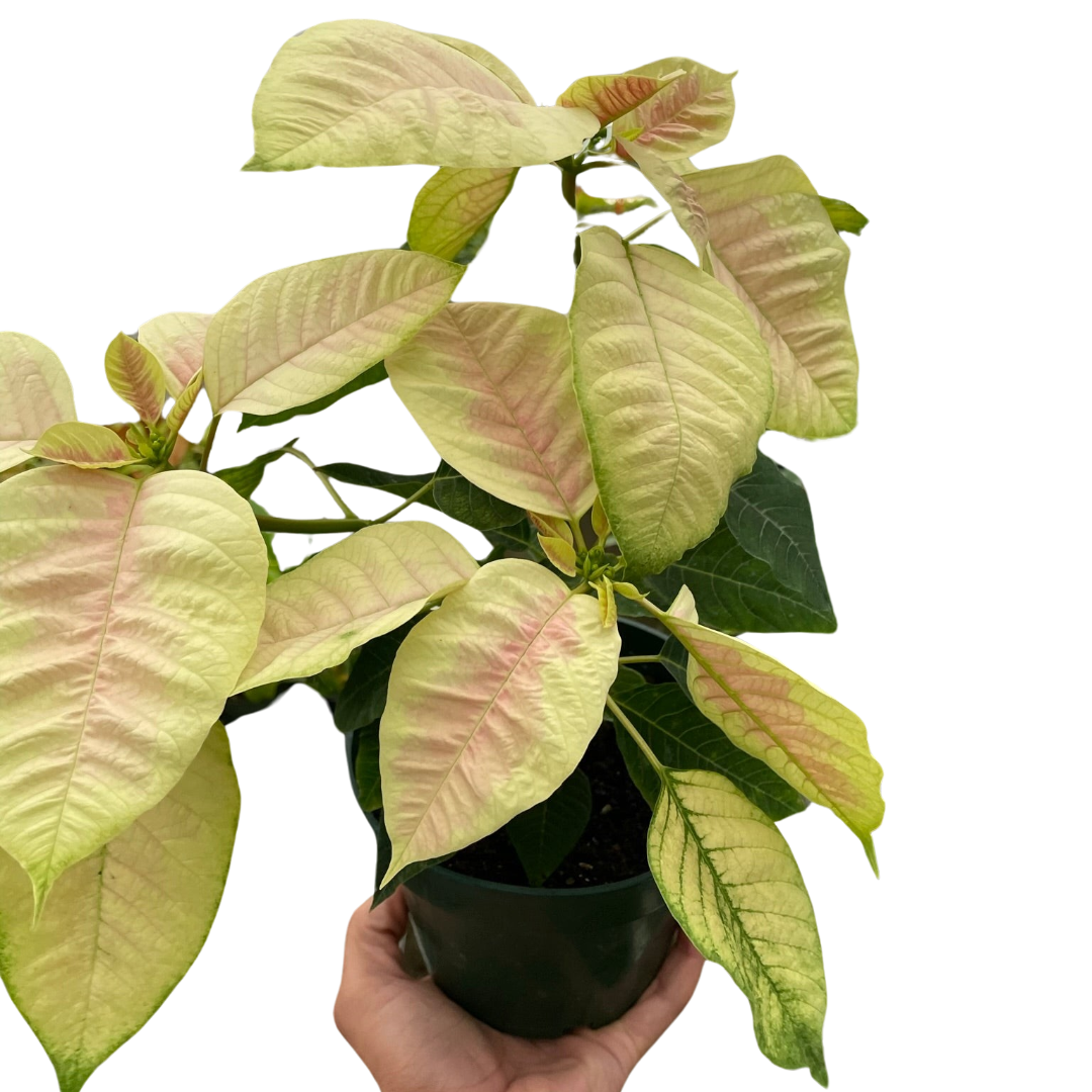Poinsettia 'Marble' - Holiday Corner