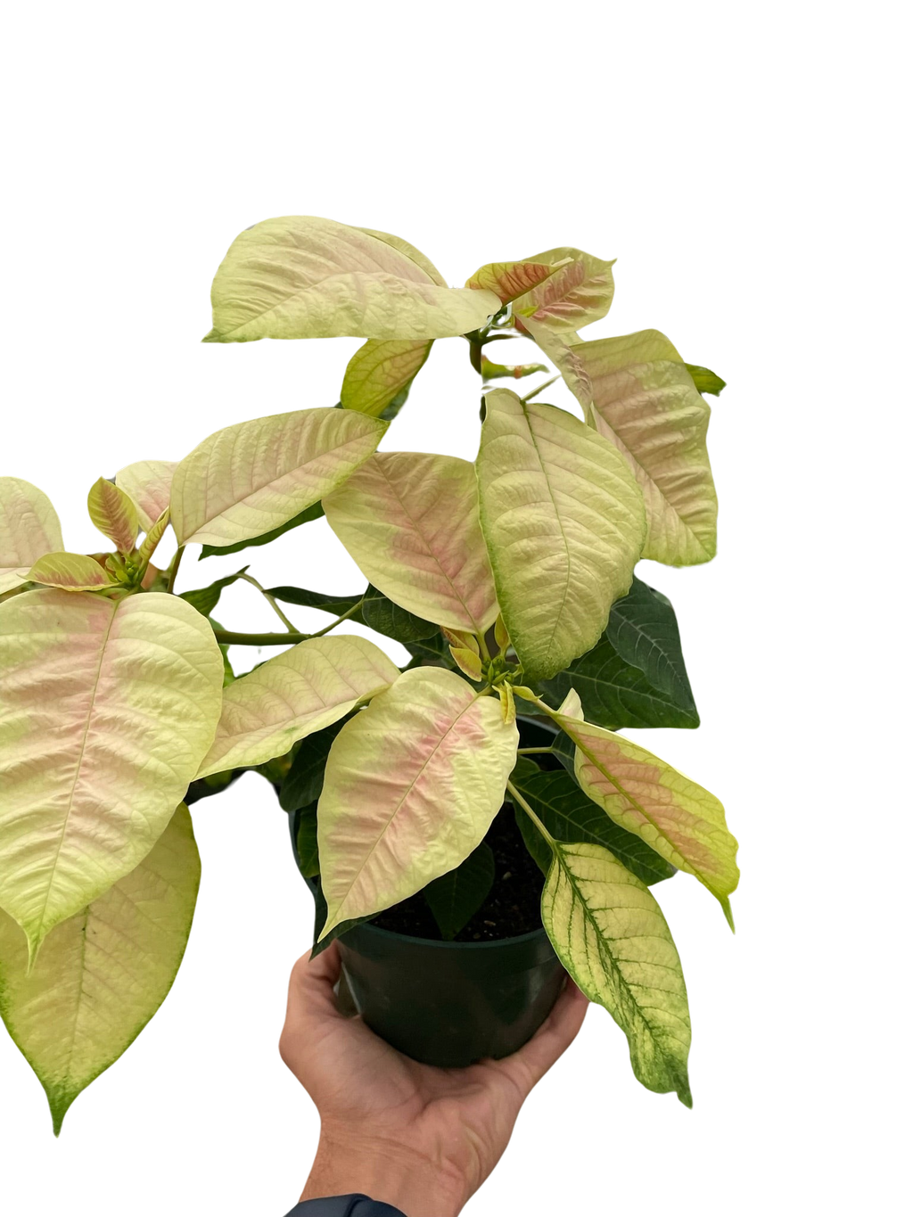 Poinsettia 'Marble' - Holiday Corner