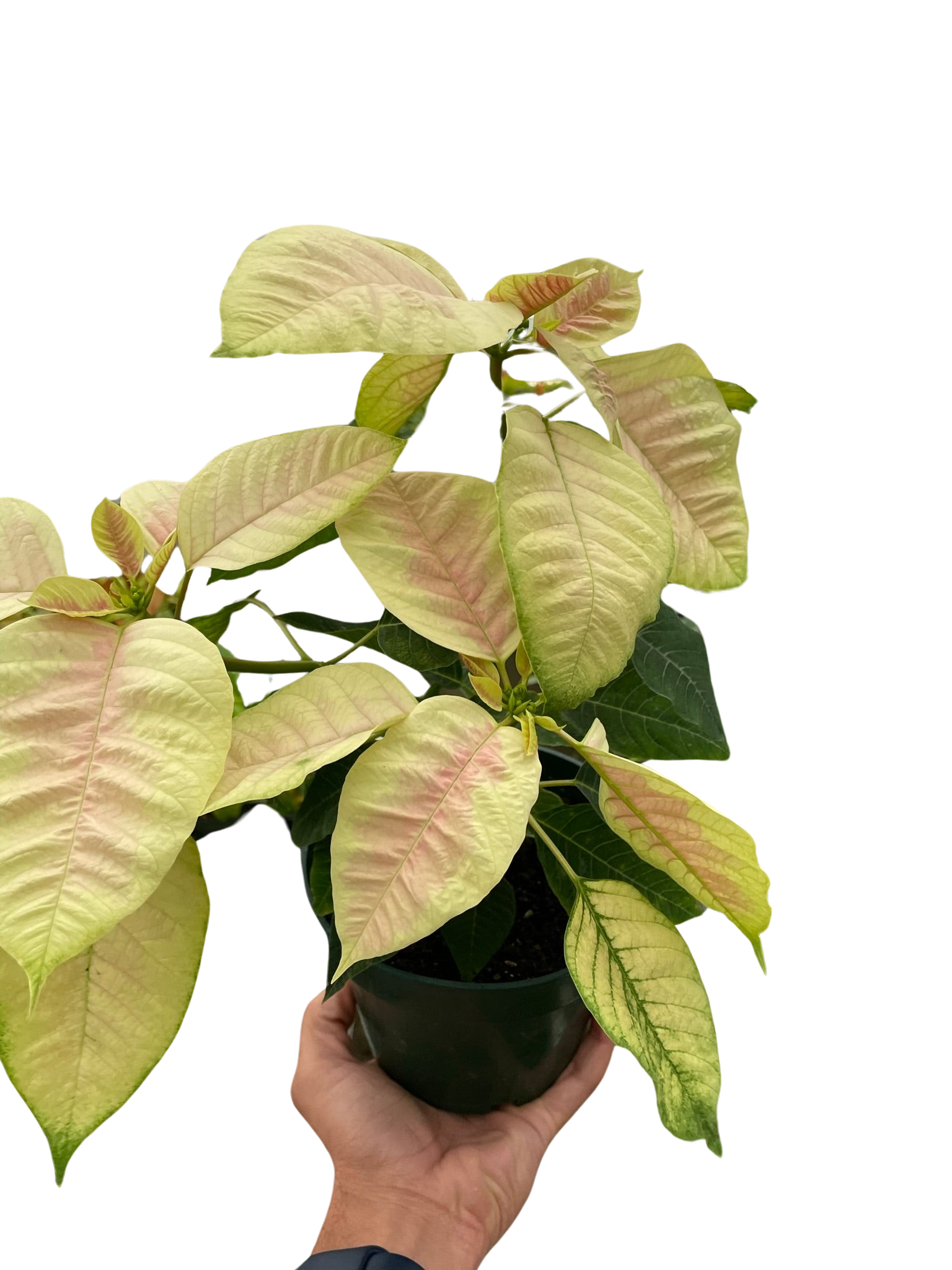 Poinsettia 'Marble' - Holiday Corner