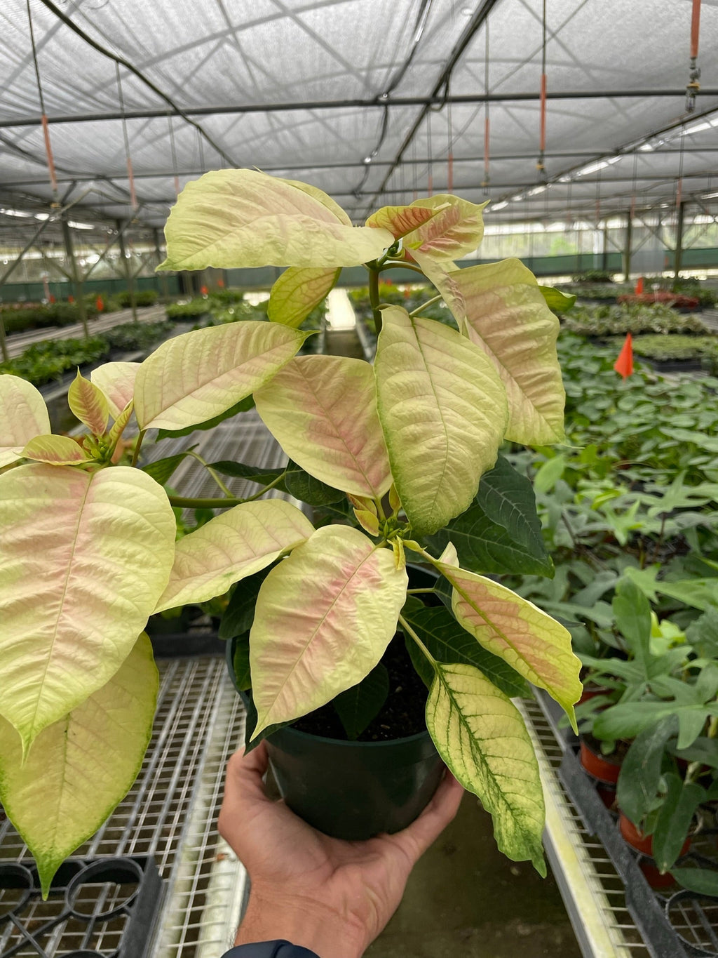 Poinsettia 'Marble' - Holiday Corner