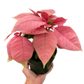 Poinsettia 'Pink' - Holiday Corner