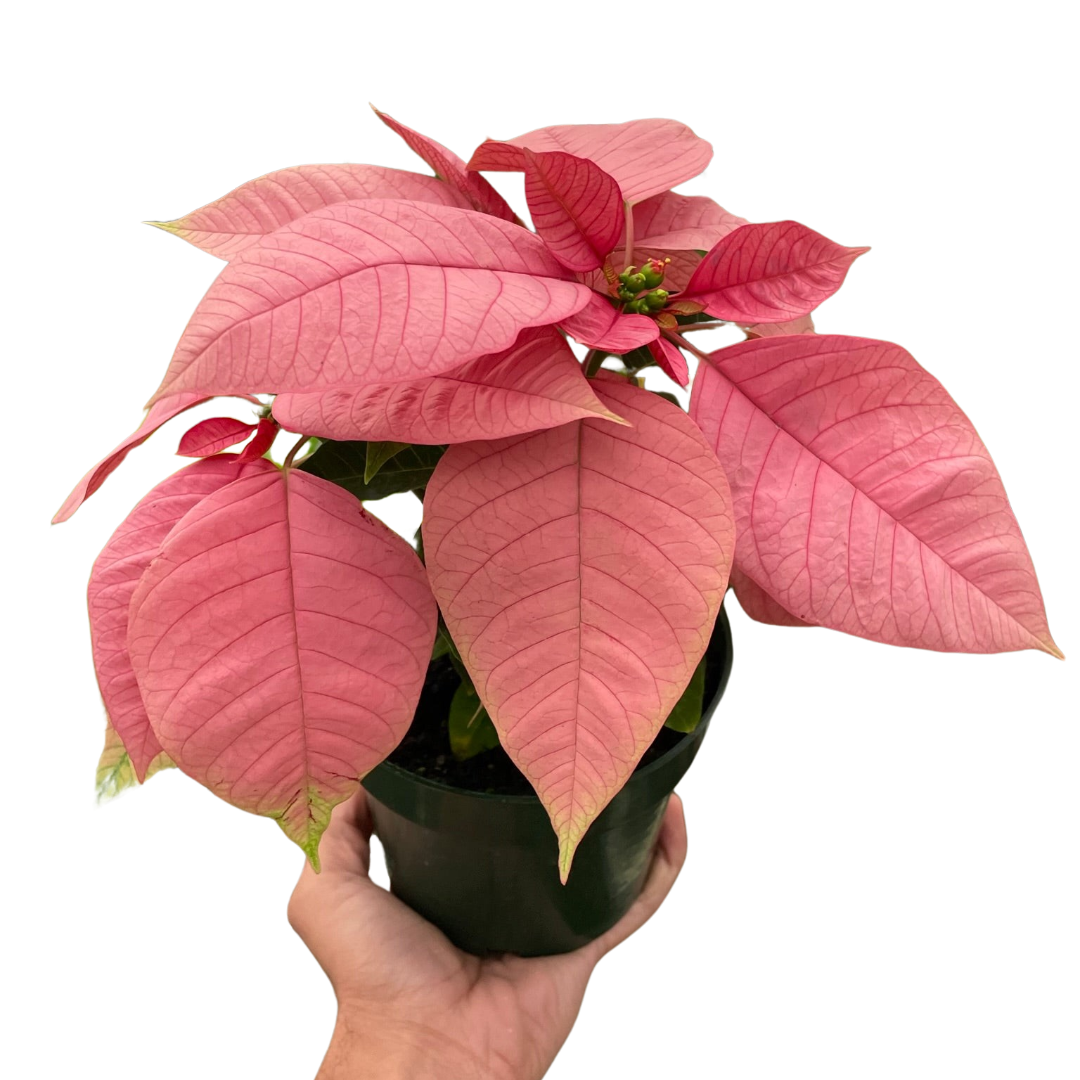 Poinsettia 'Pink' - Holiday Corner