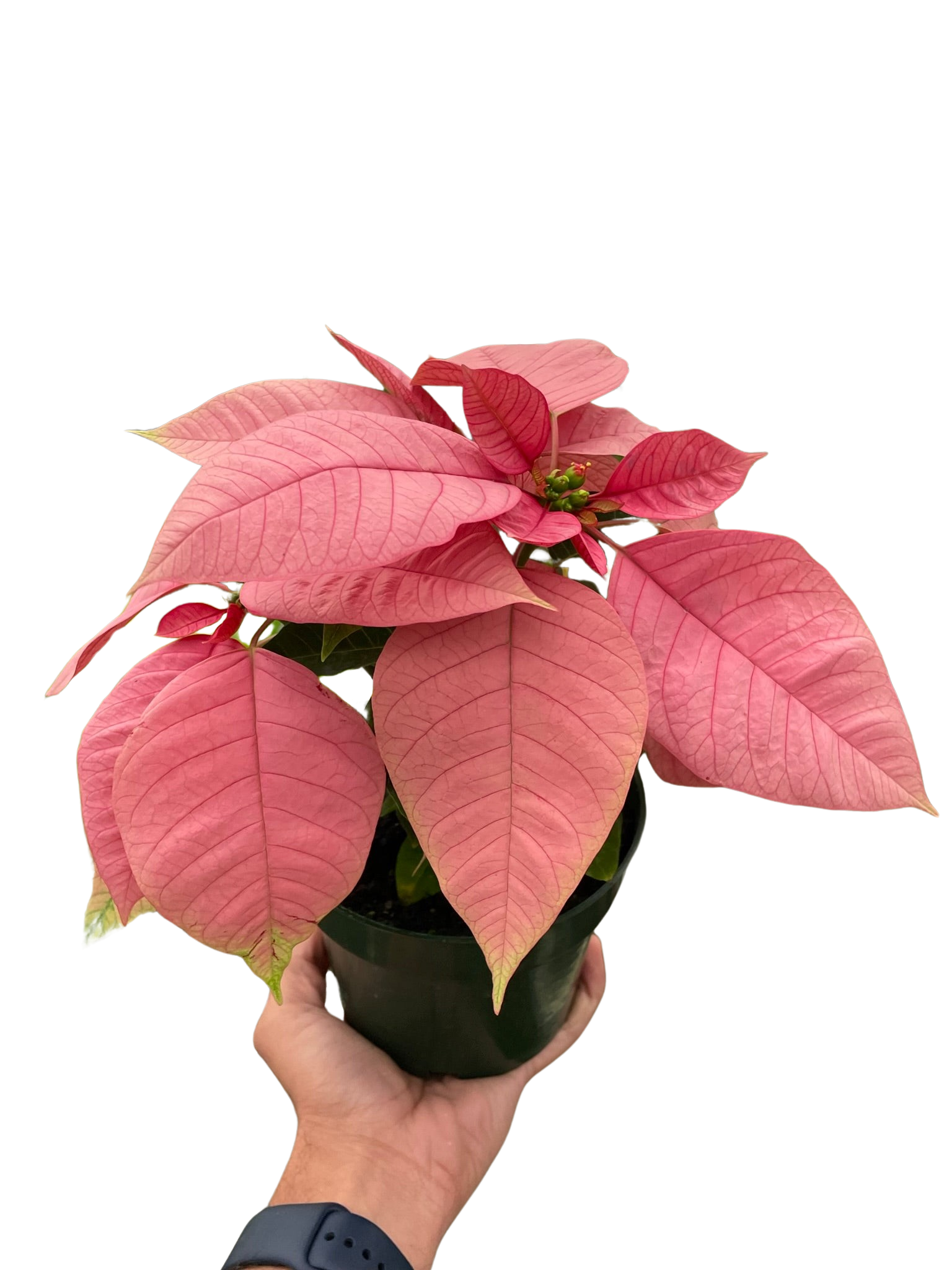 Poinsettia 'Pink' - Holiday Corner