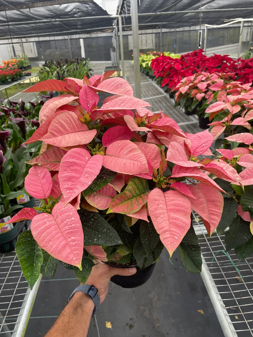 Poinsettia 'Pink' - Holiday Corner