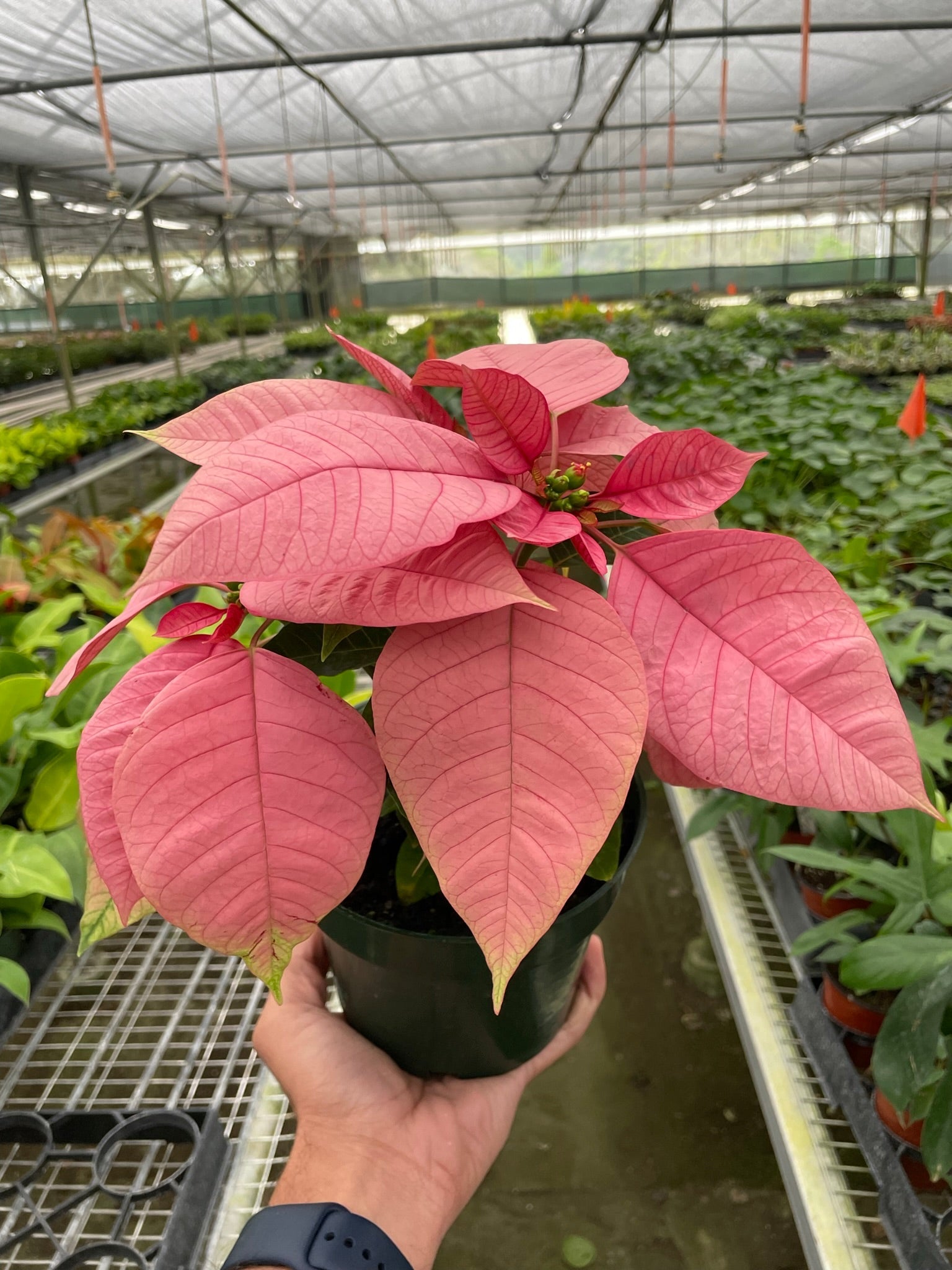 Poinsettia 'Pink' - Holiday Corner