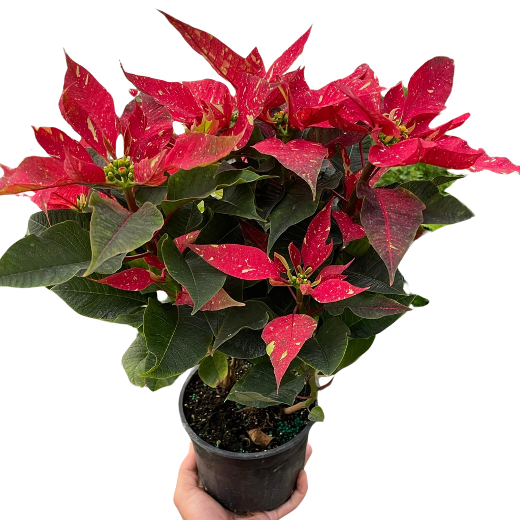 Poinsettia 'Red Glitter' - Holiday Corner