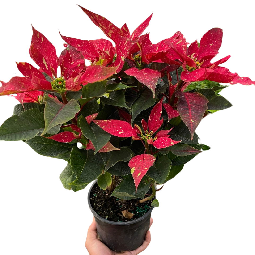 Poinsettia 'Red Glitter' - Holiday Corner