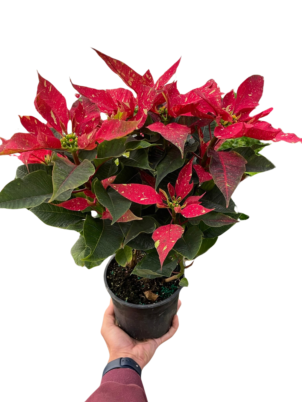 Poinsettia 'Red Glitter' - Holiday Corner