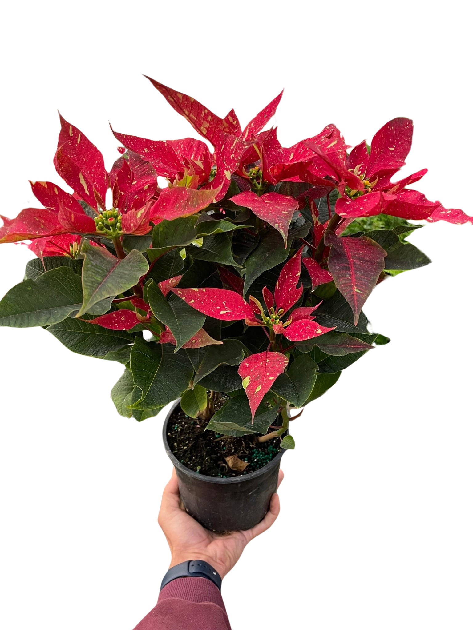 Poinsettia 'Red Glitter' - Holiday Corner