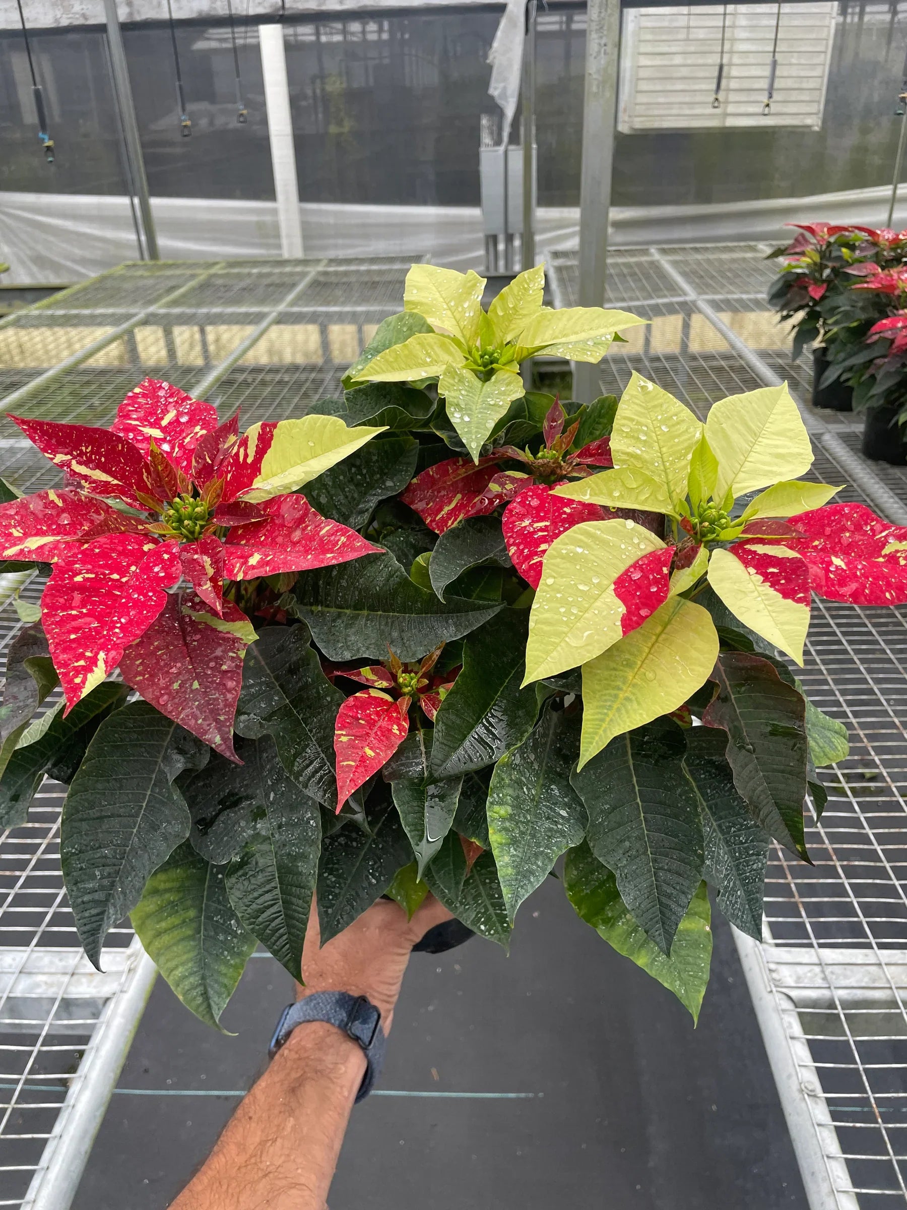 Poinsettia 'Red Glitter' - Holiday Corner