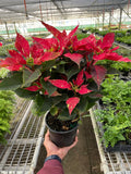 Poinsettia 'Red Glitter' - Holiday Corner